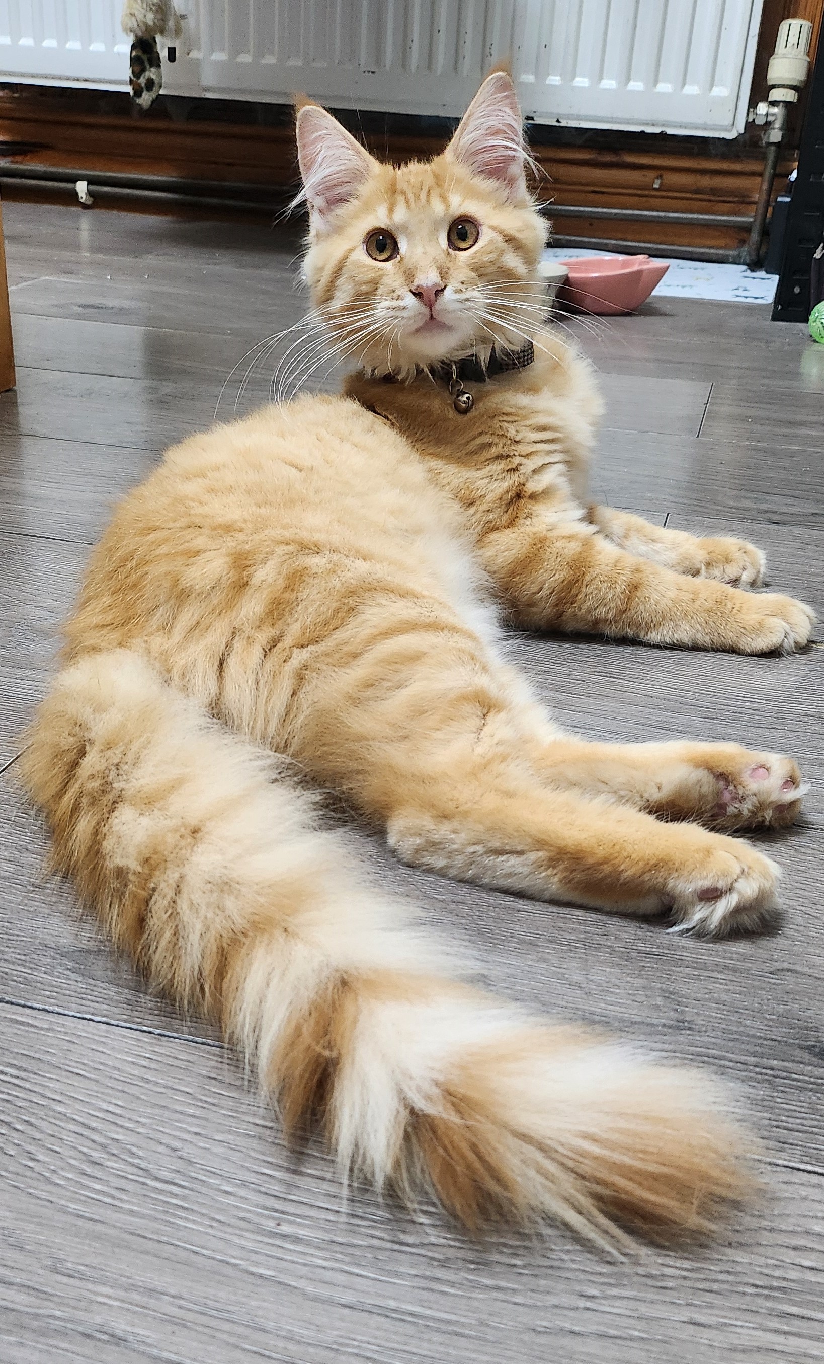 ginger cat