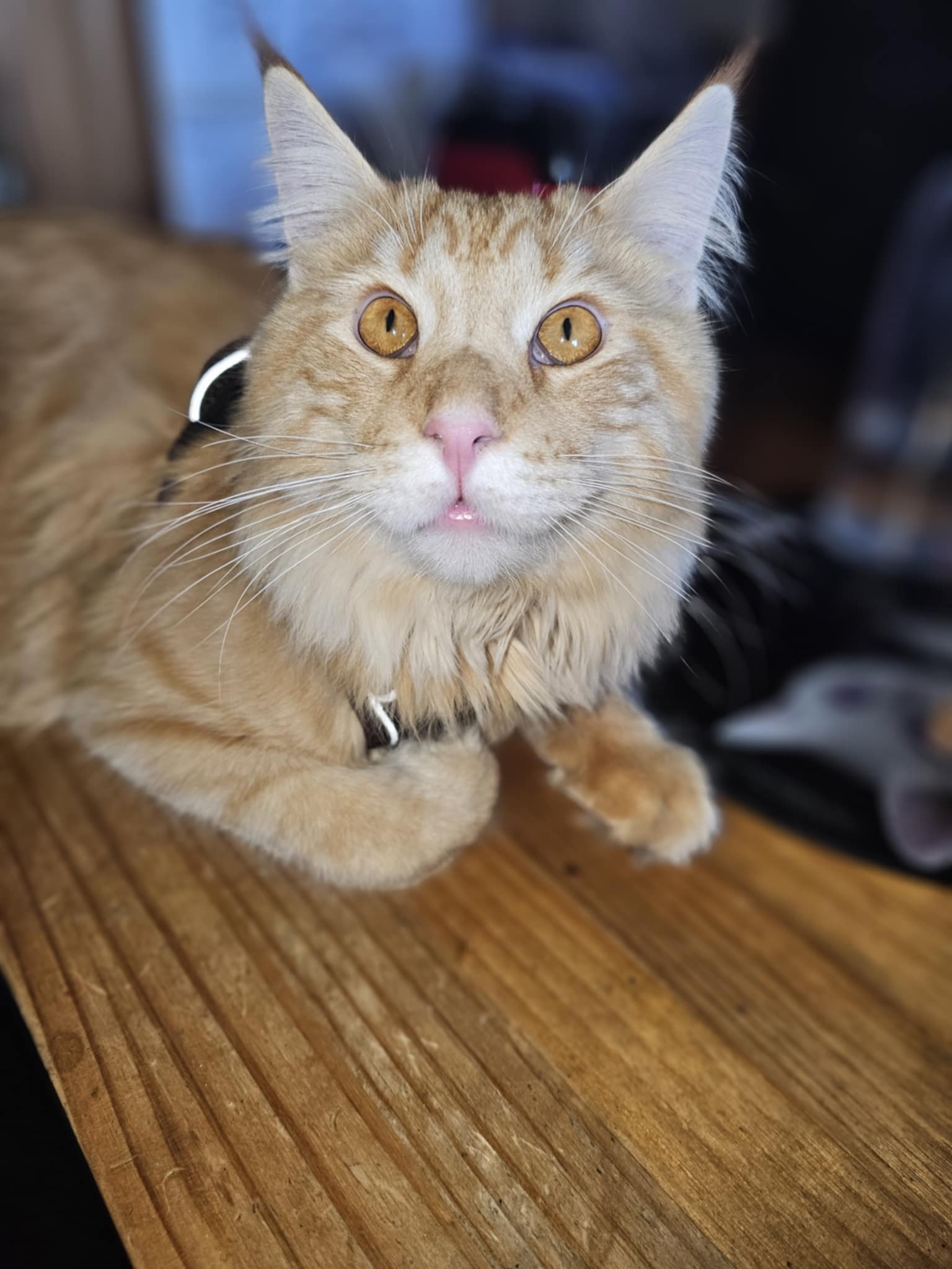 ginger cat