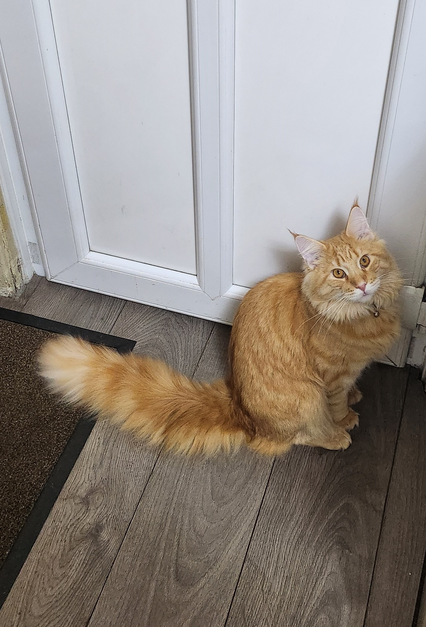 ginger cat