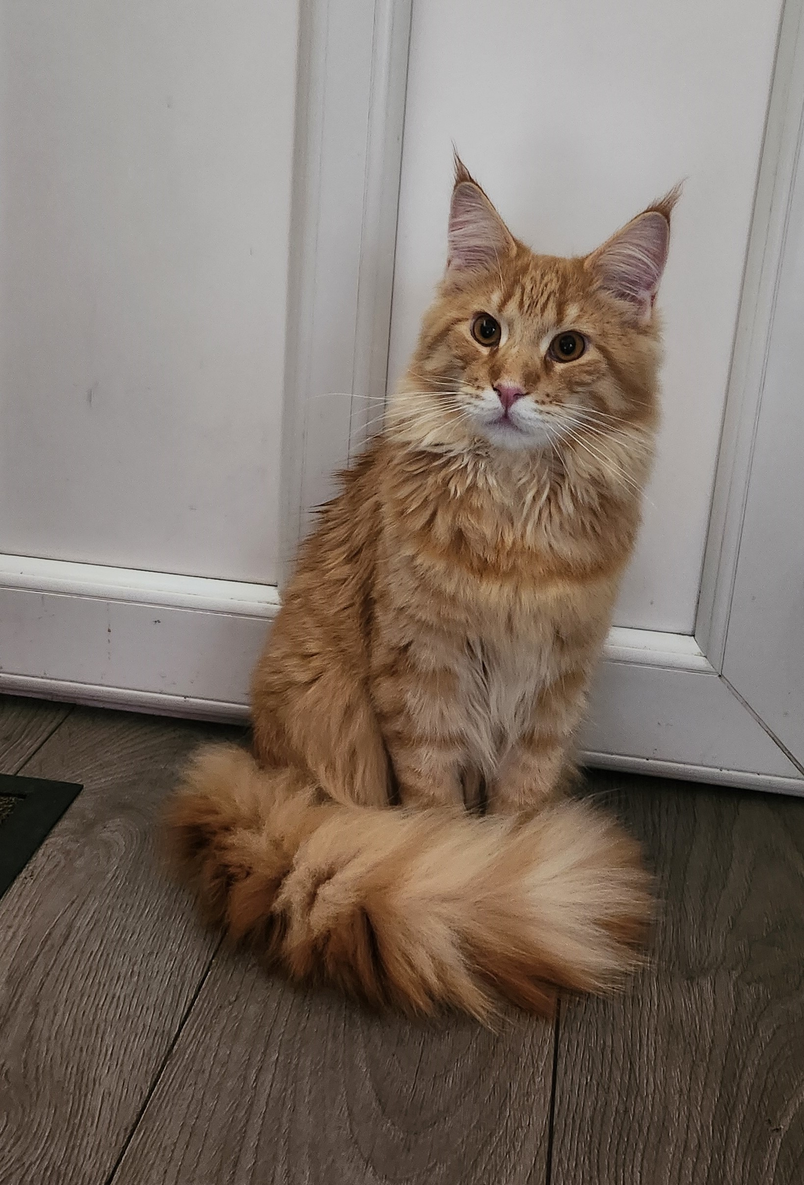 ginger cat