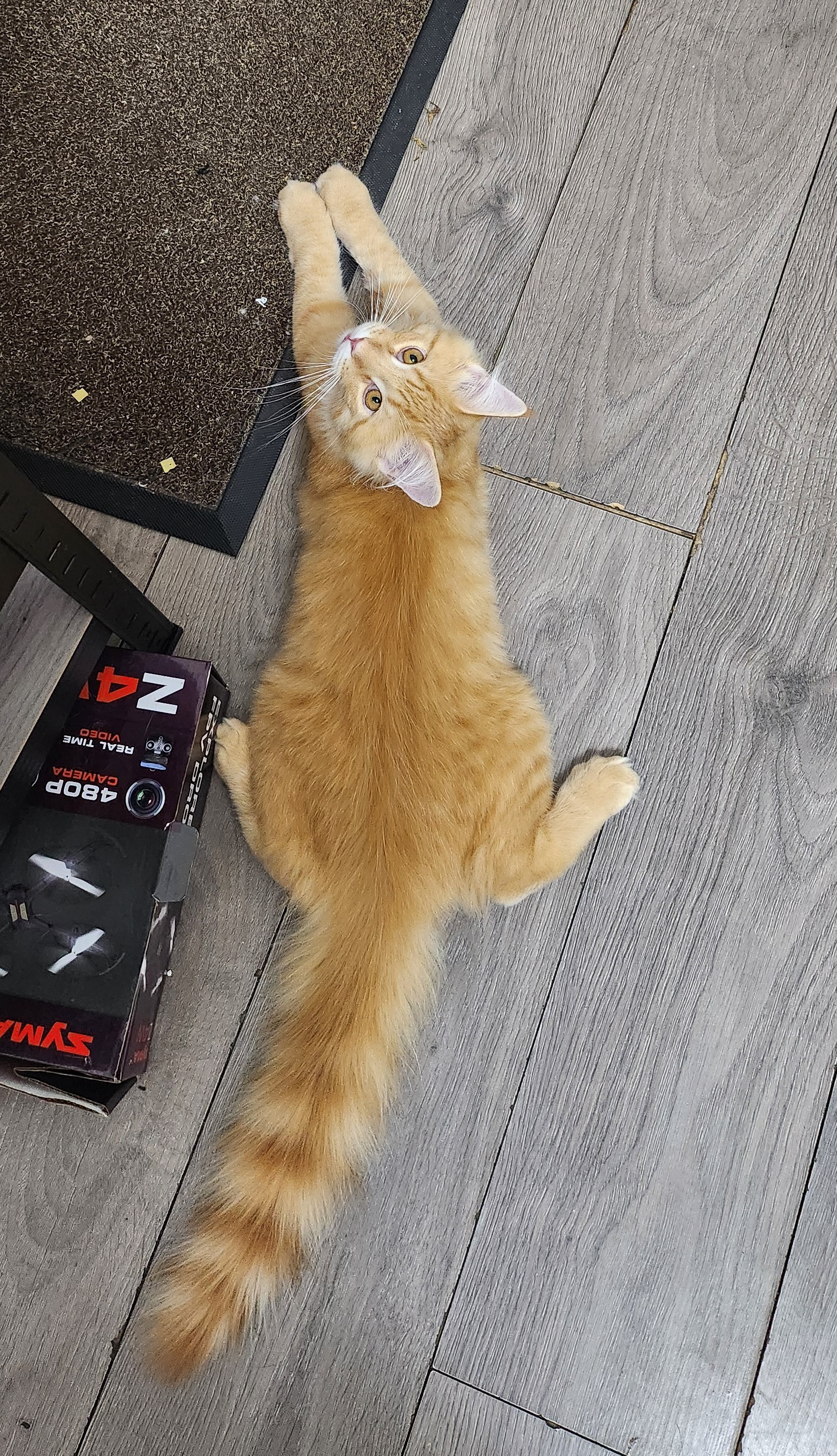 ginger cat