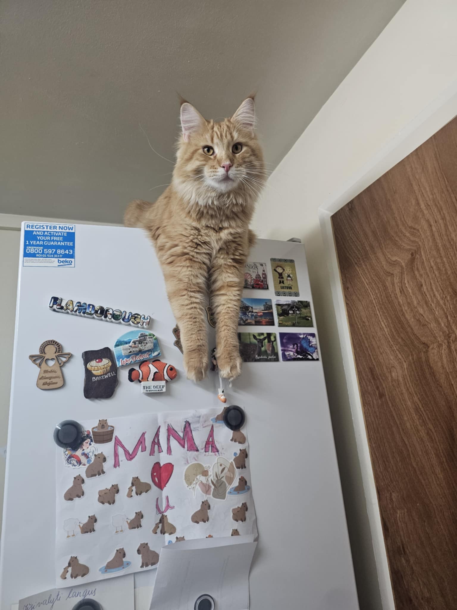 ginger cat