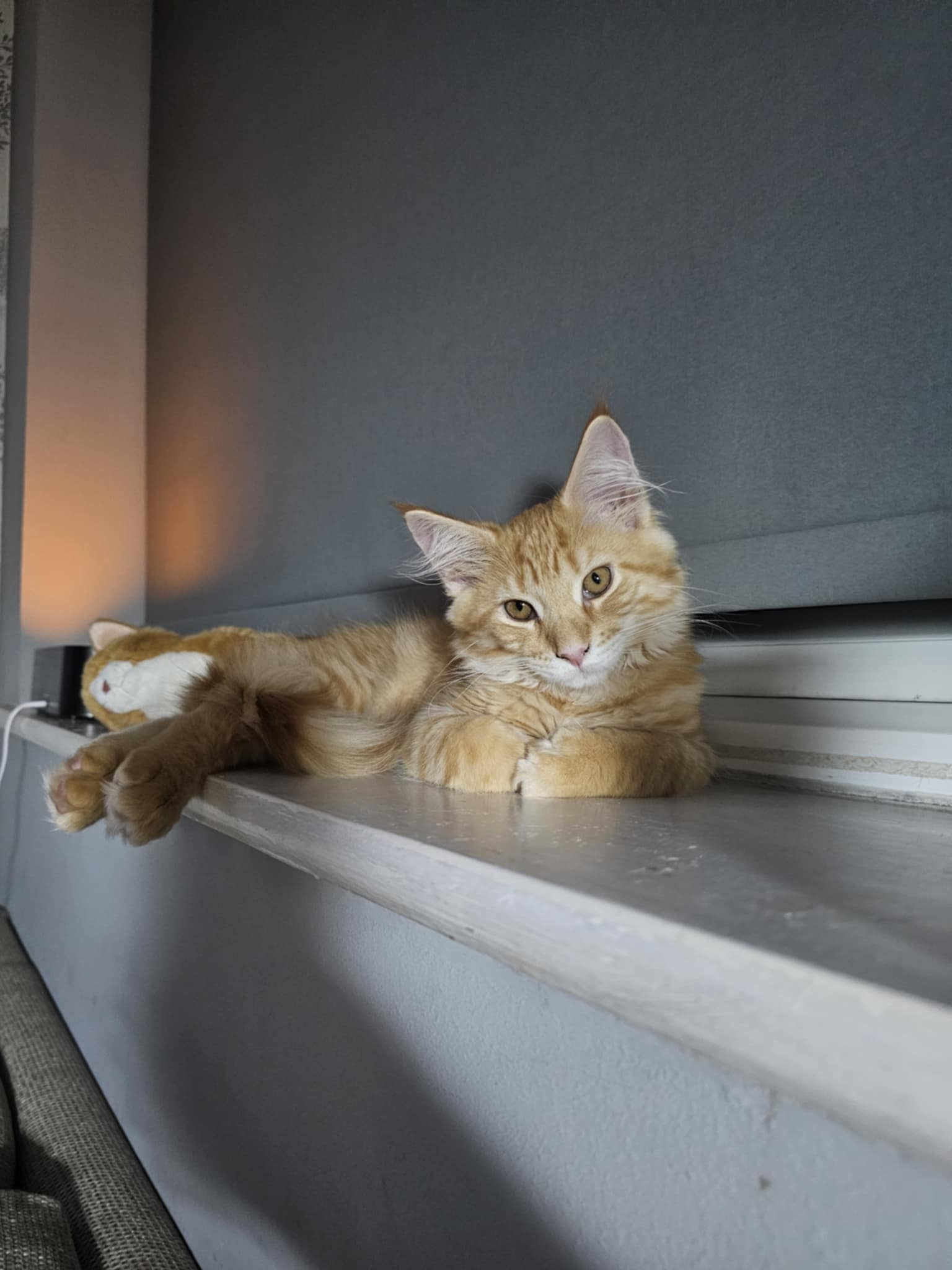 ginger cat