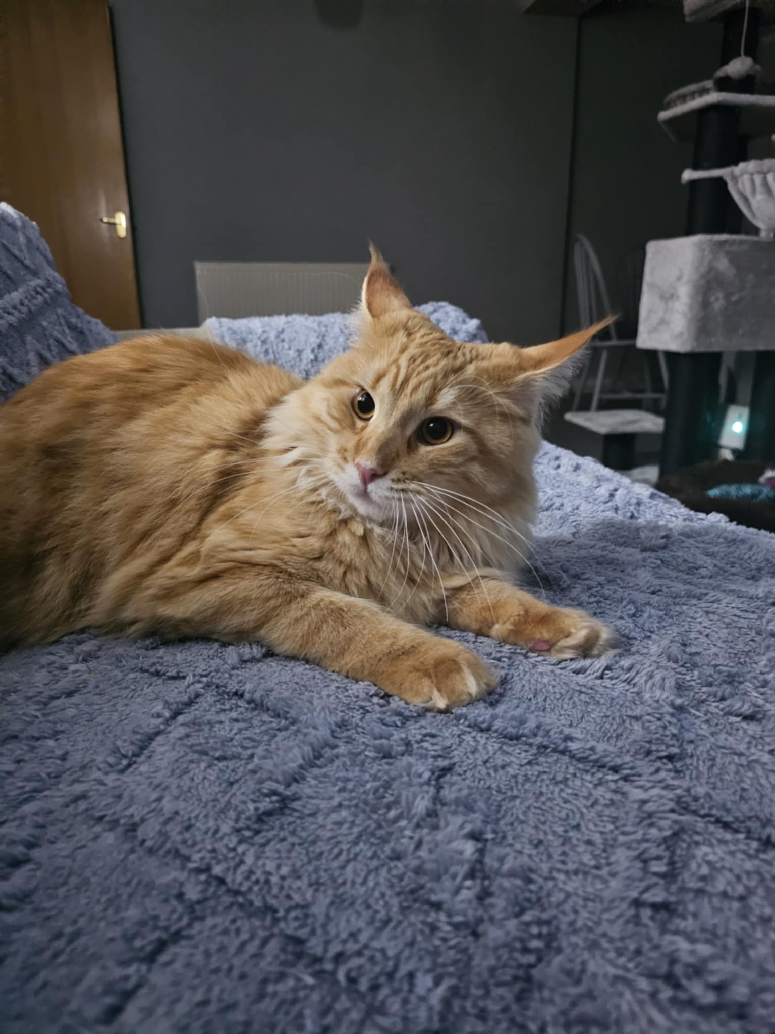 ginger cat