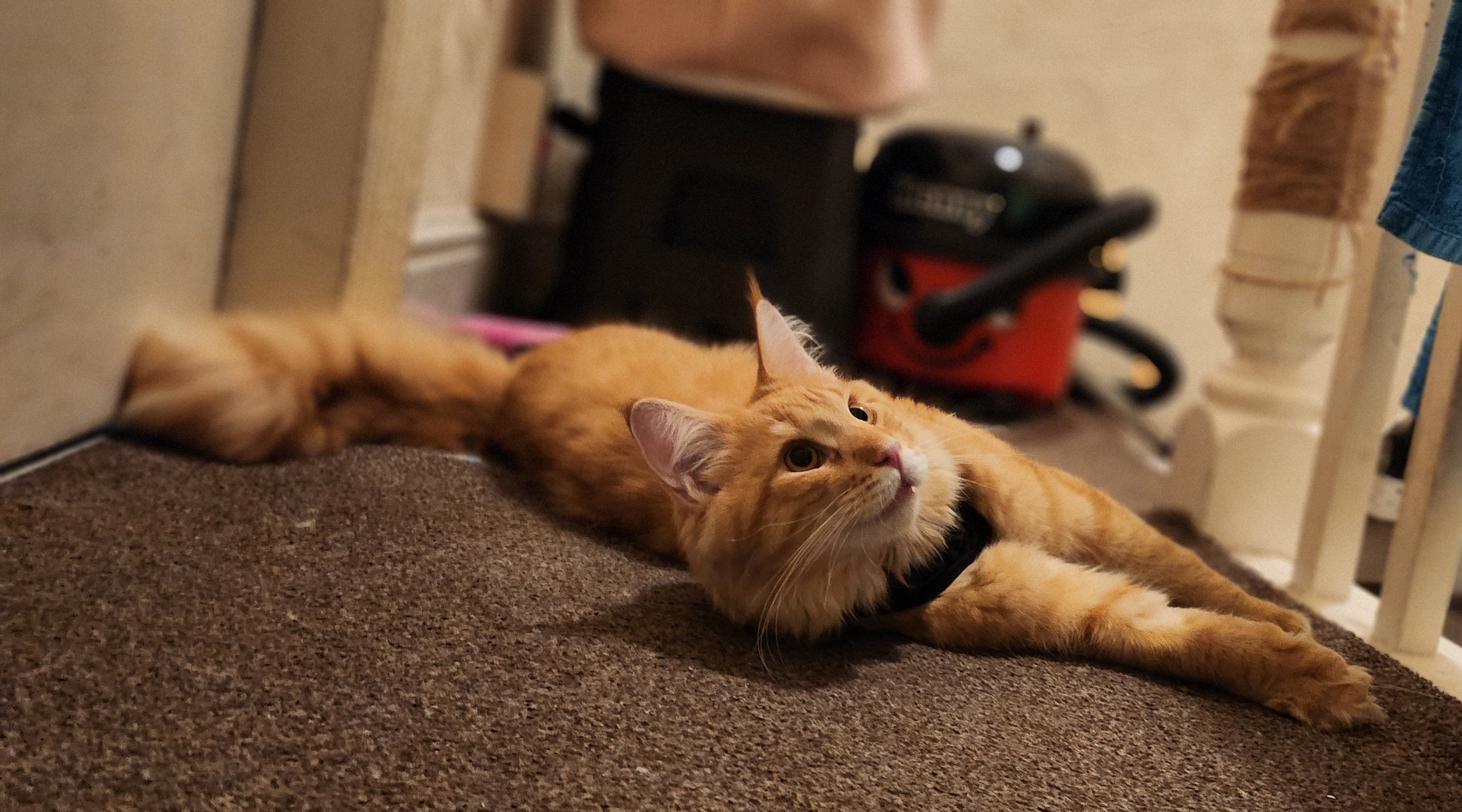 ginger cat