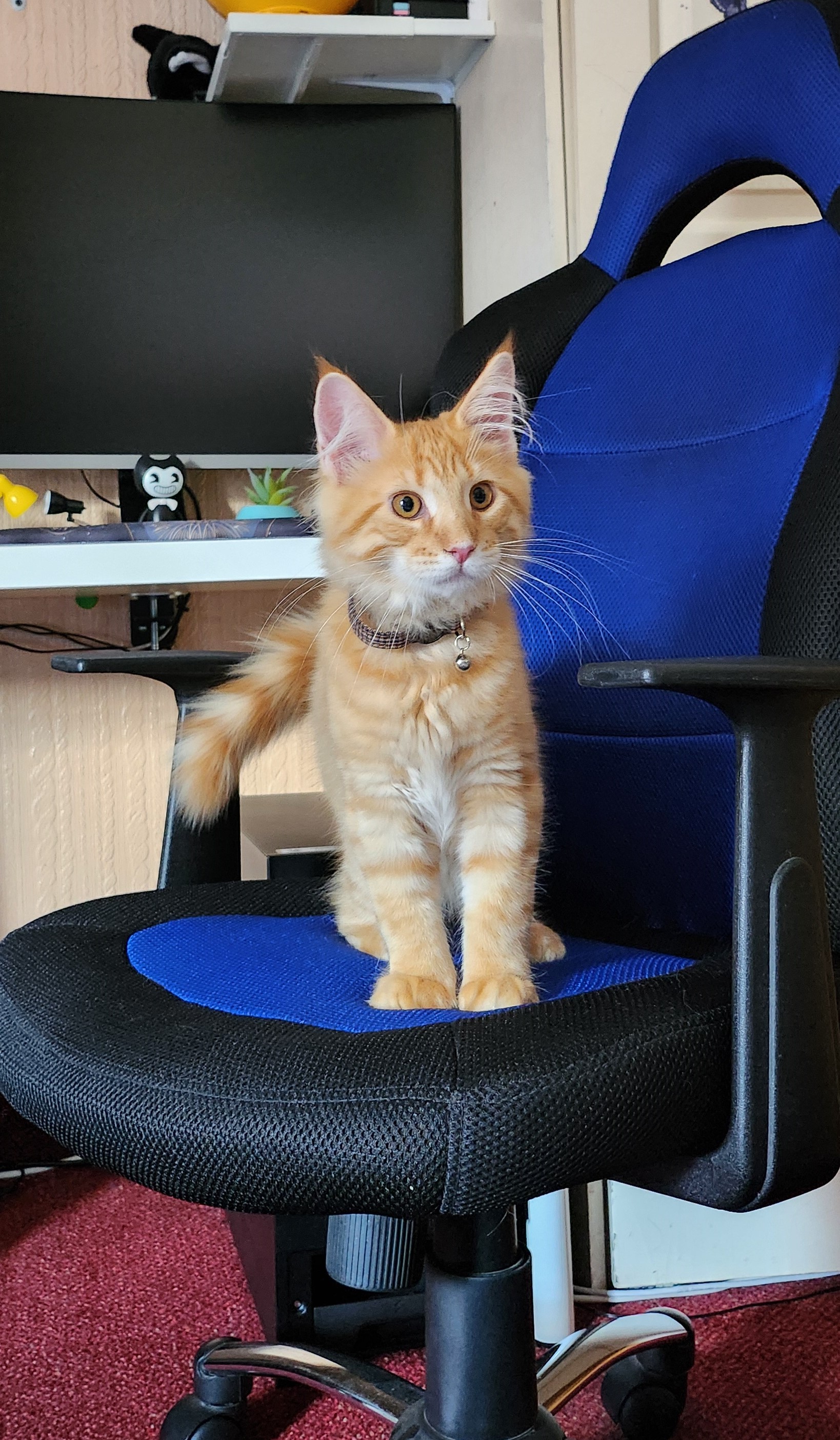 ginger cat on chair