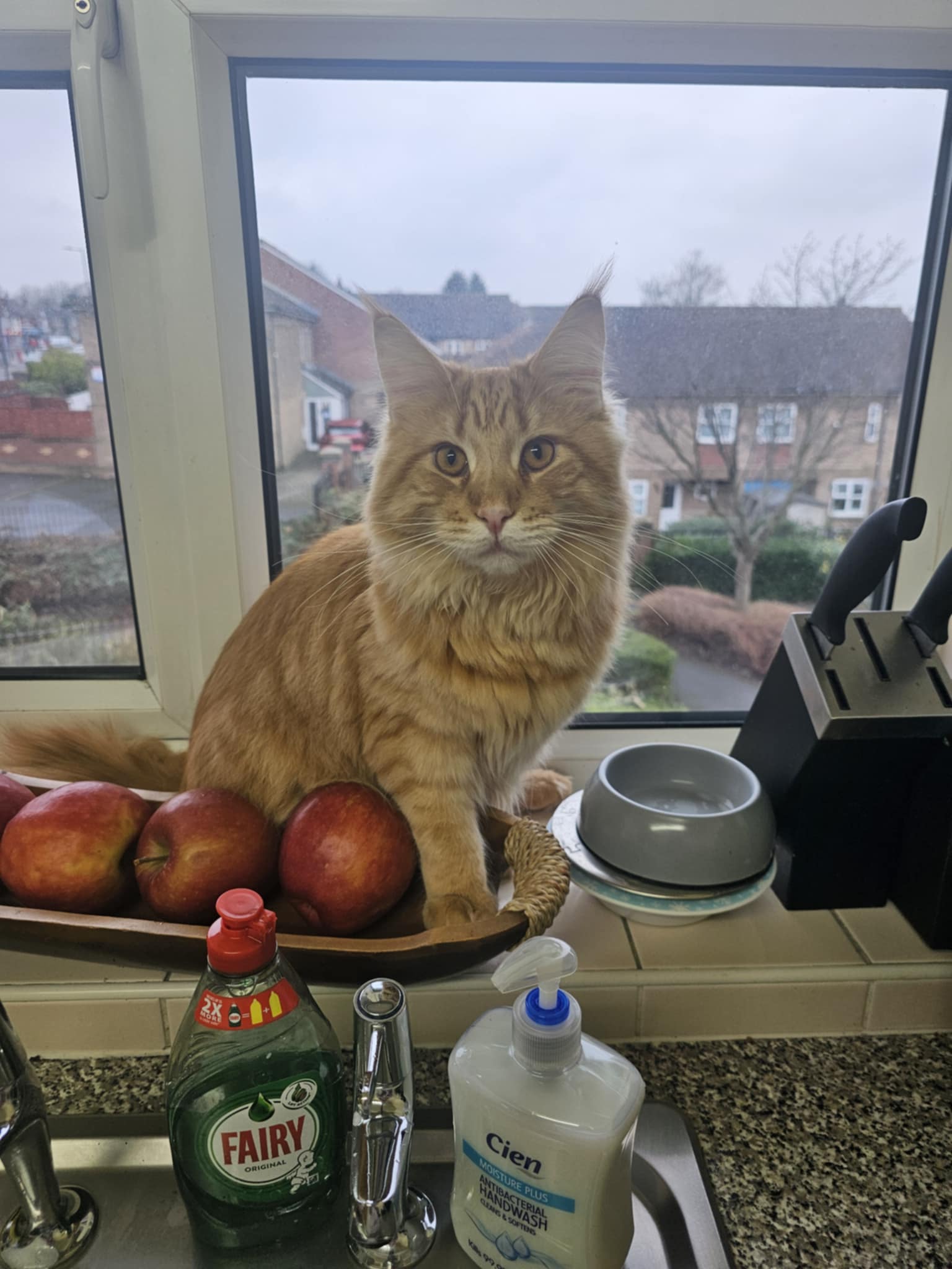 ginger cat