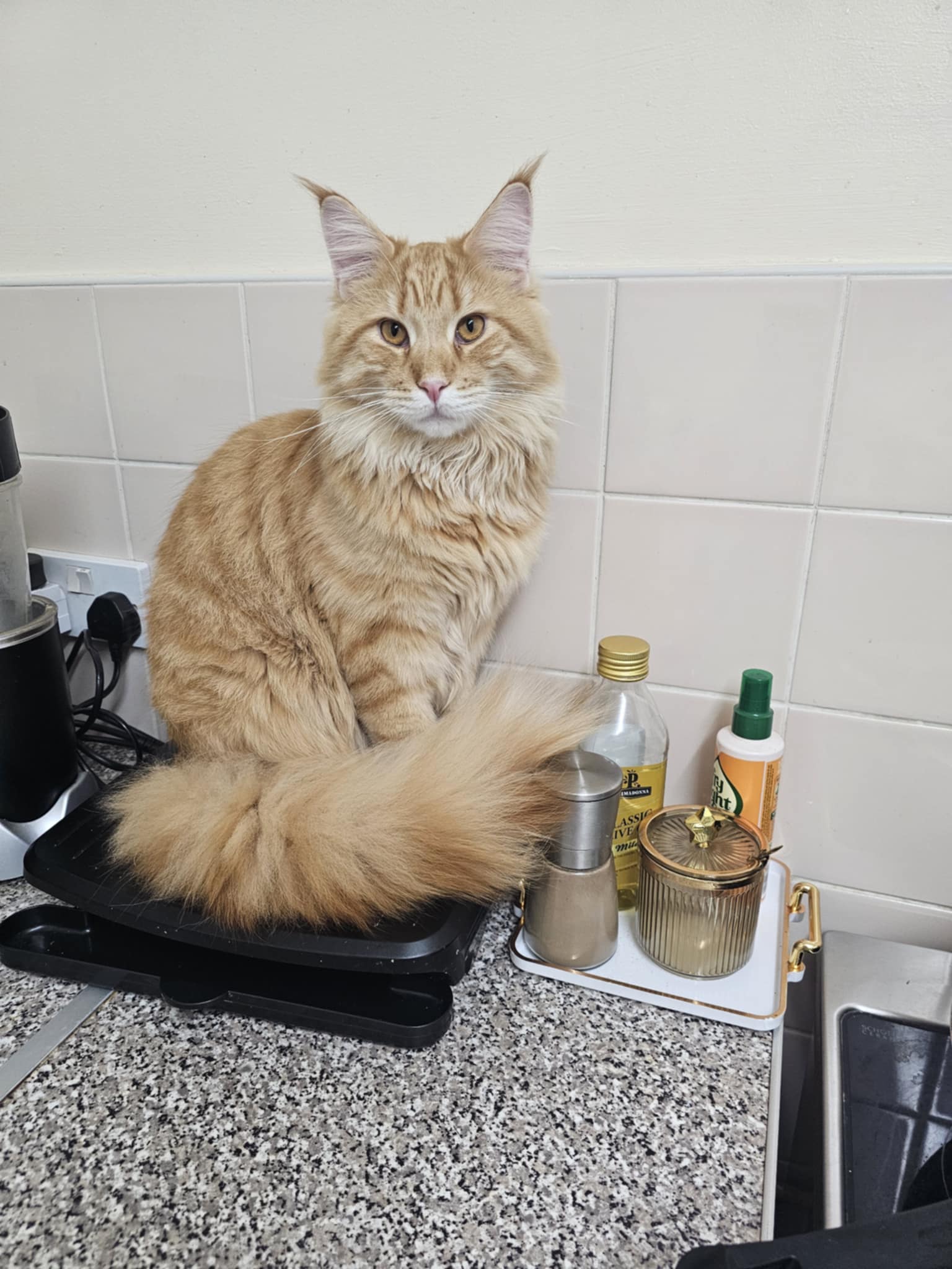 ginger cat