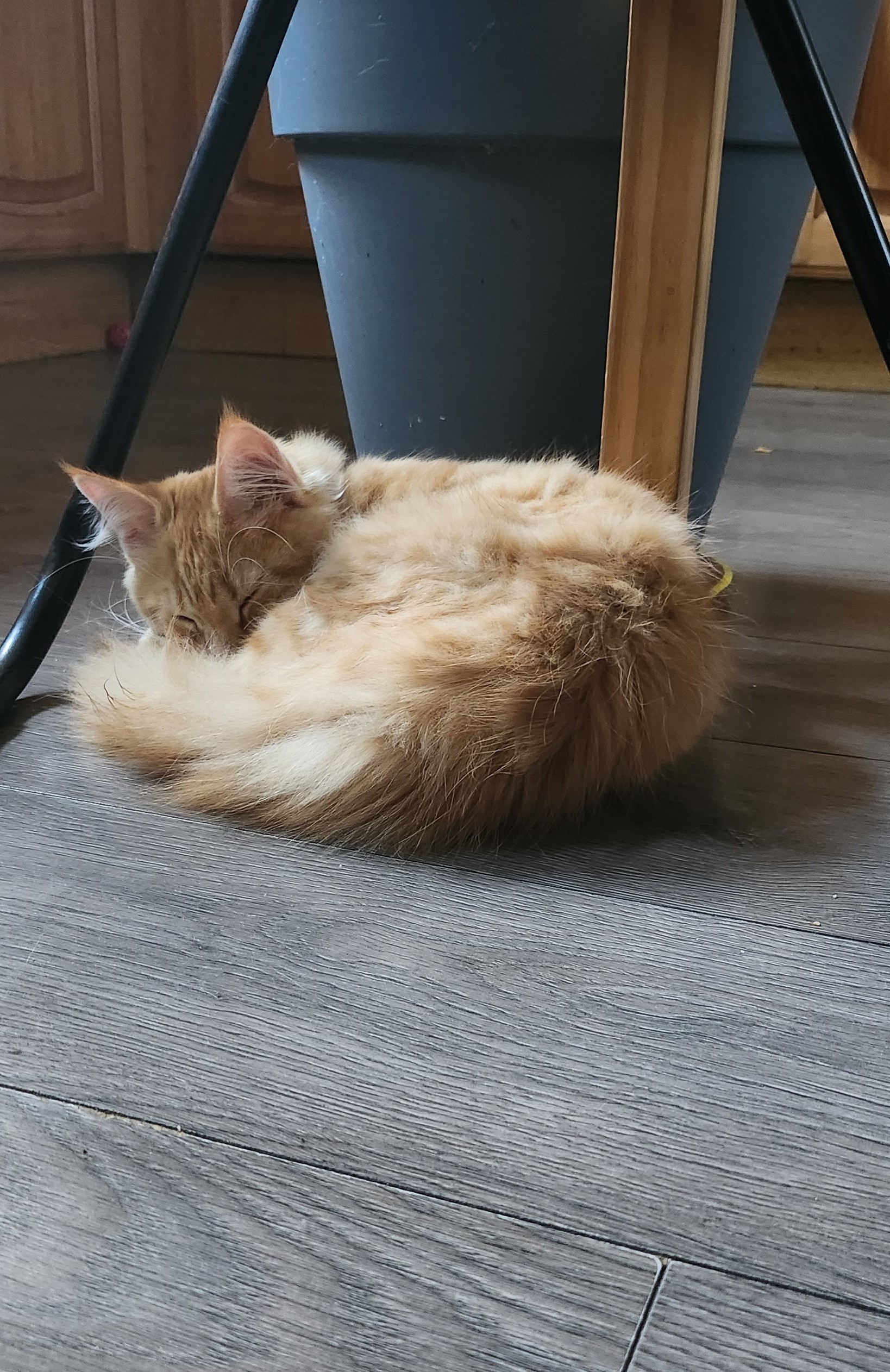 ginger cat sleeps