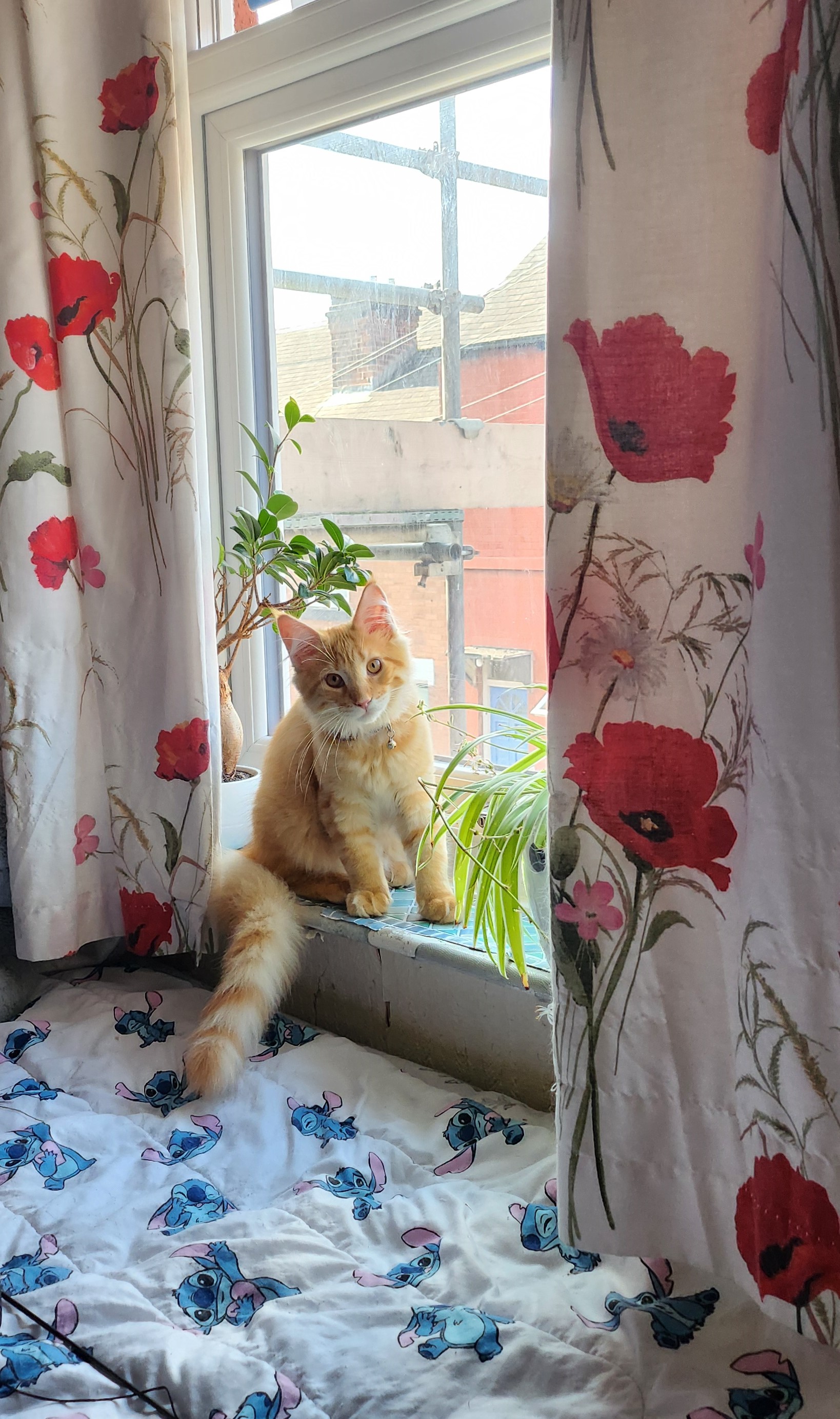 ginger cat on window