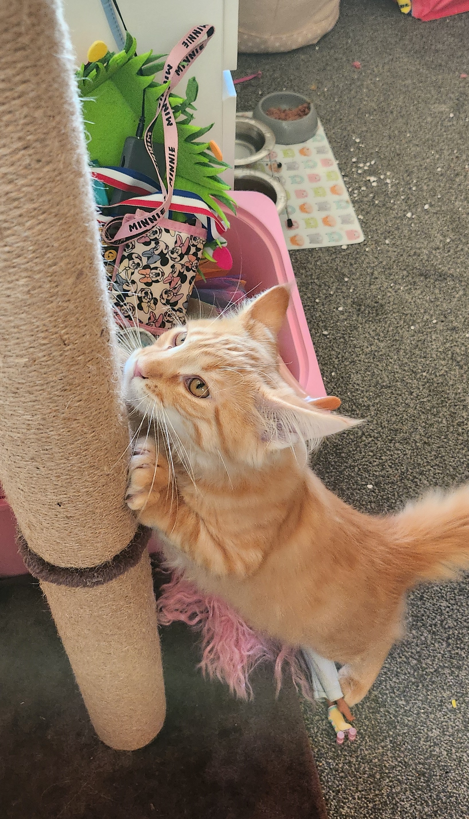 ginger cat scratching