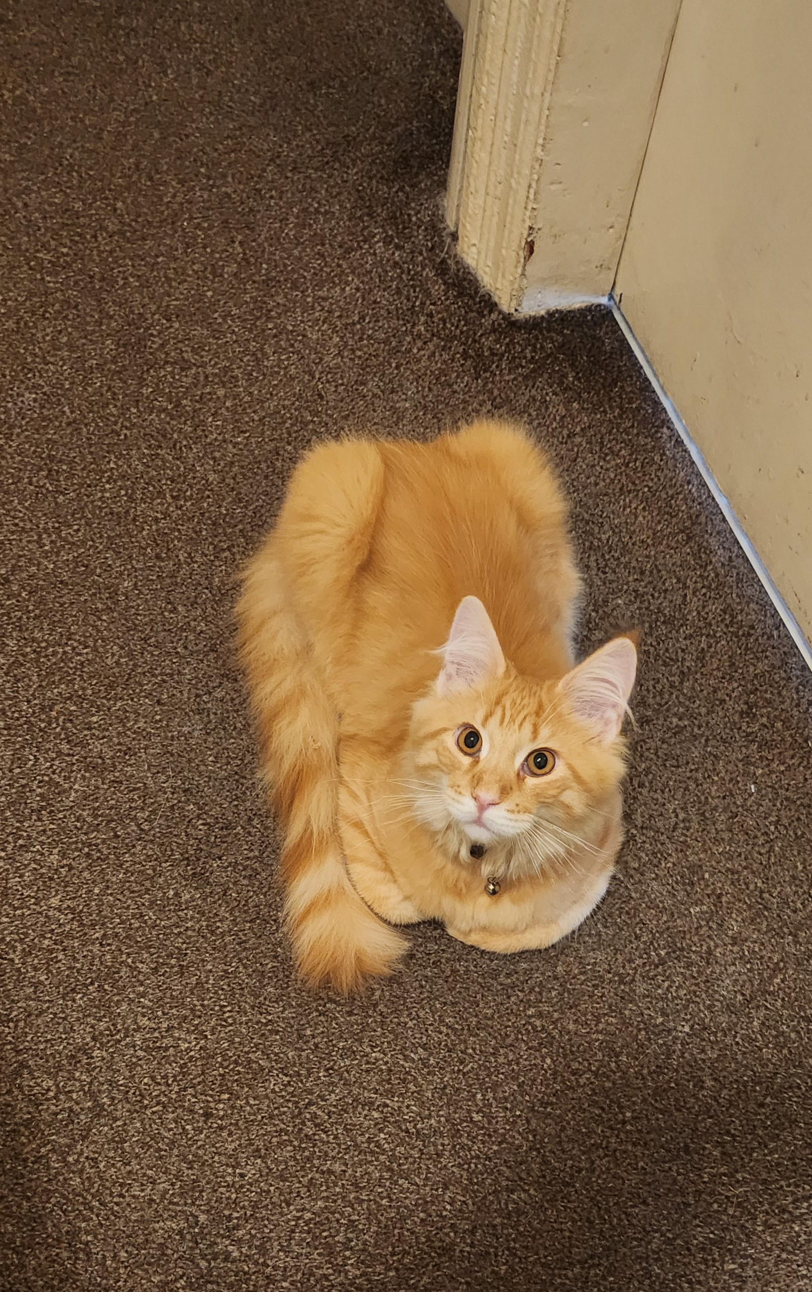 toilet loaf