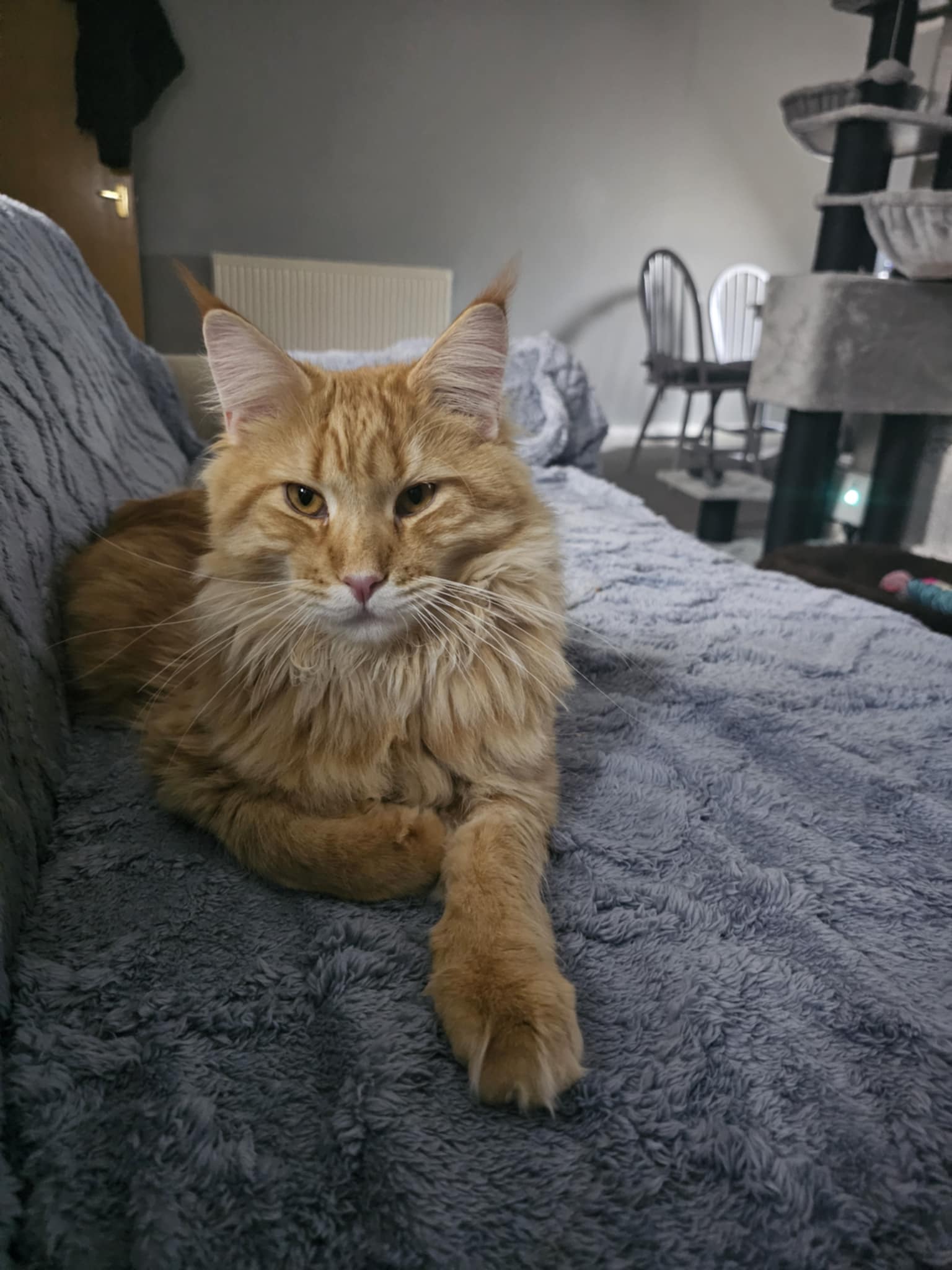 ginger cat
