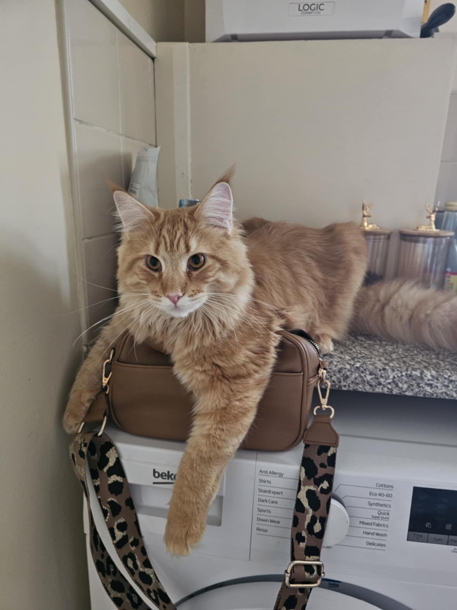 ginger cat