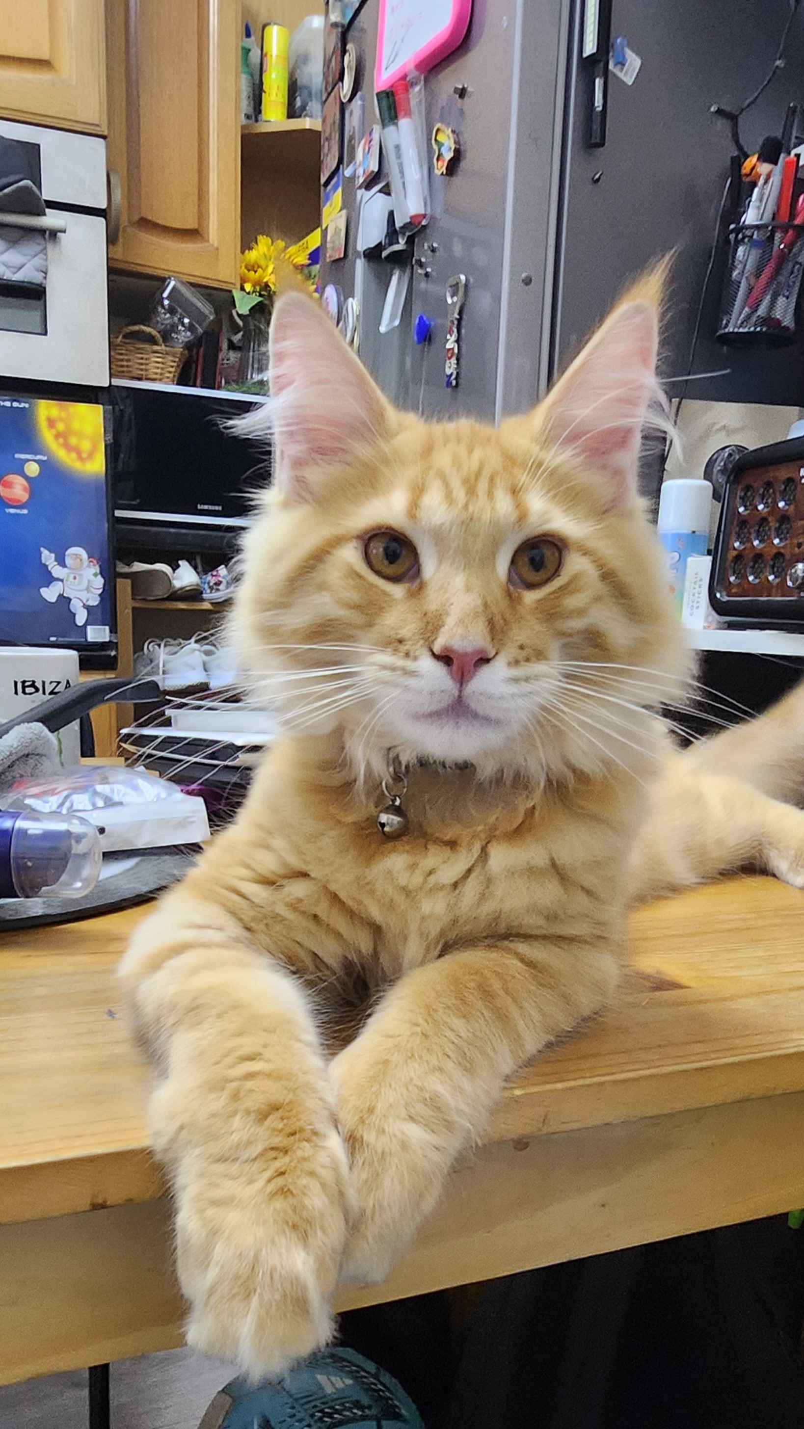 ginger cat