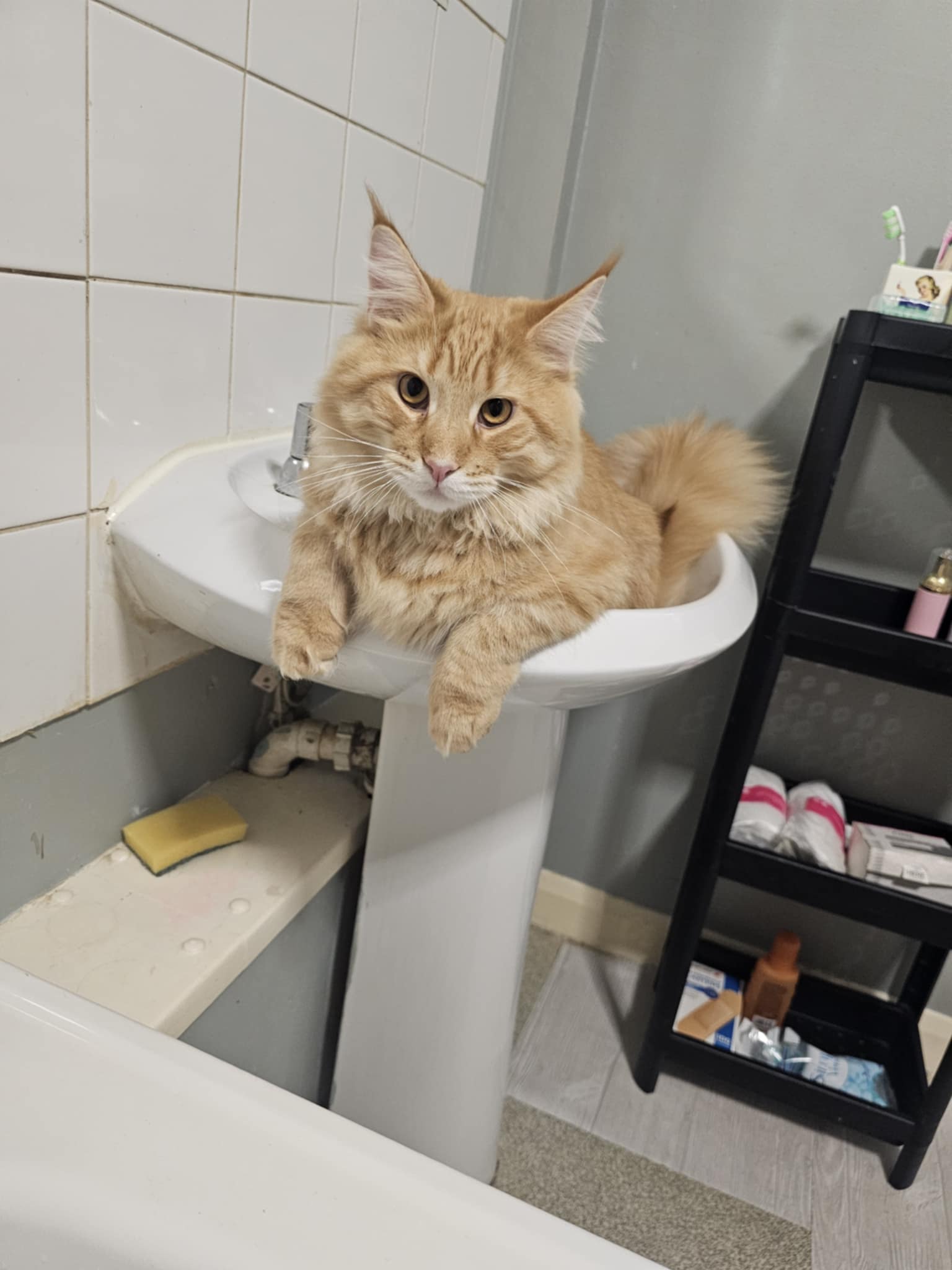ginger cat