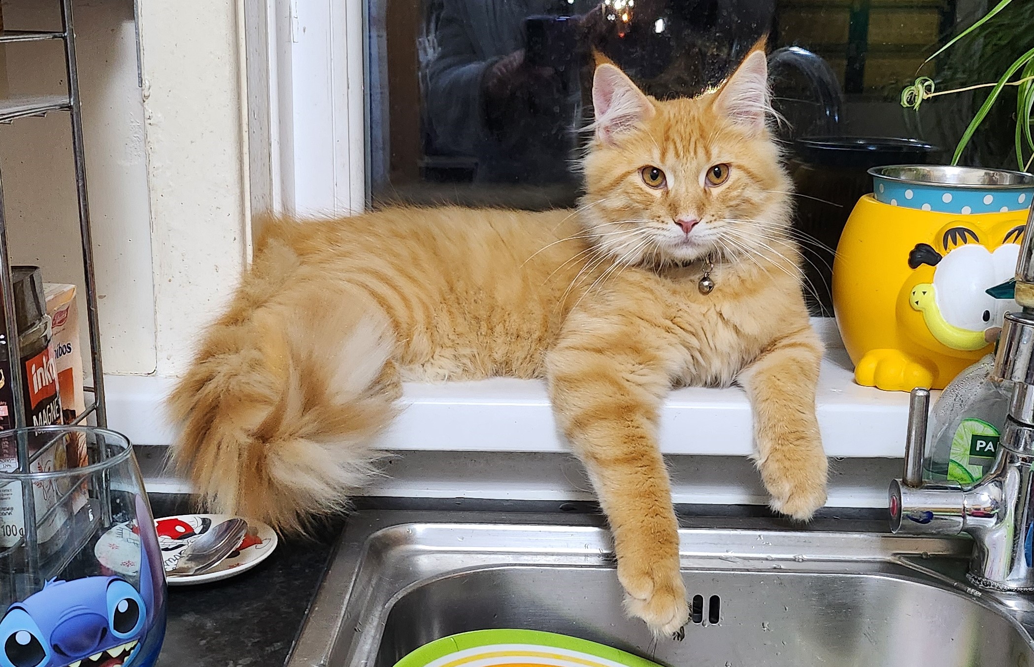ginger cat