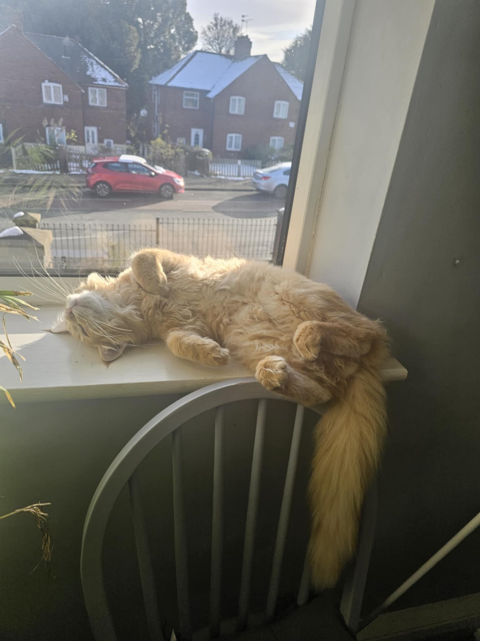 white cat lying