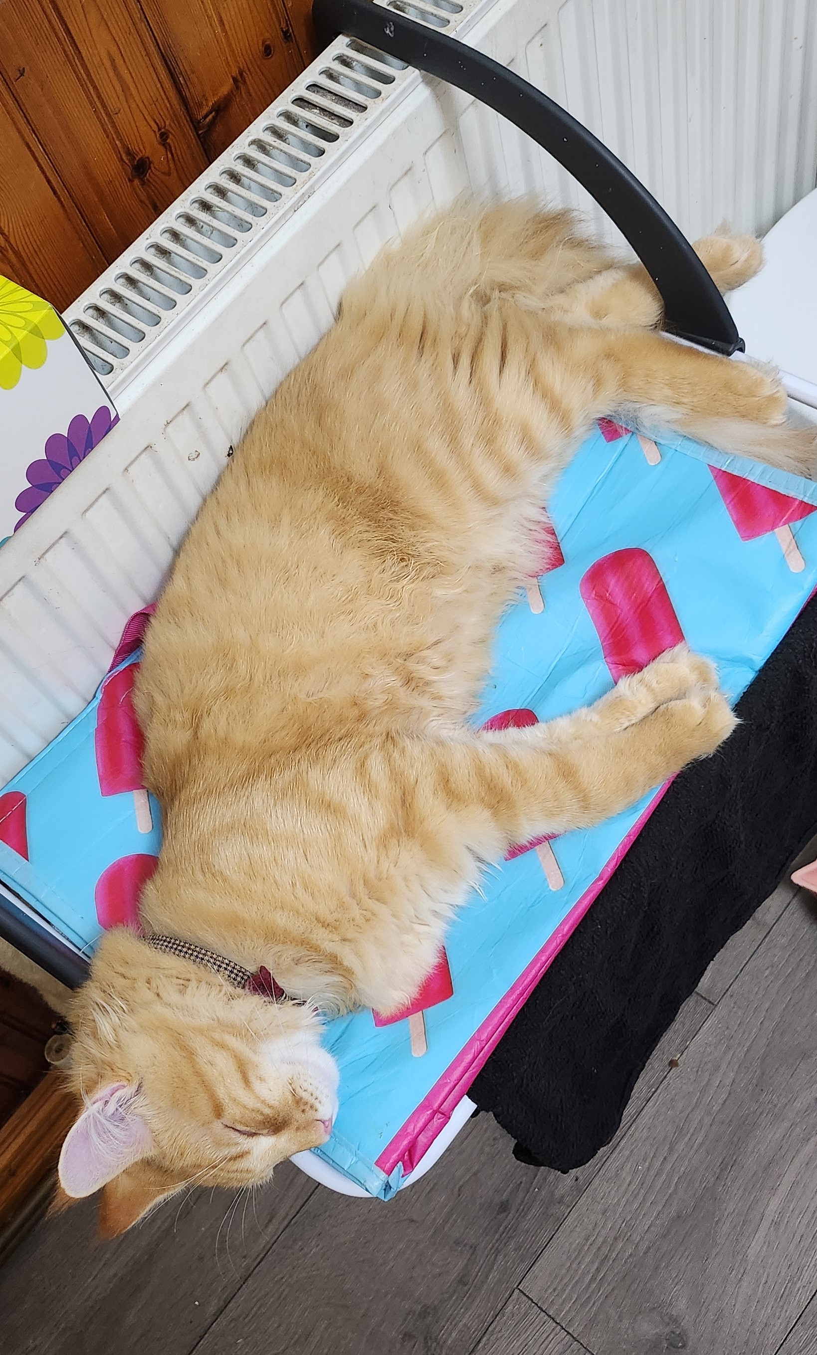 white cat lying