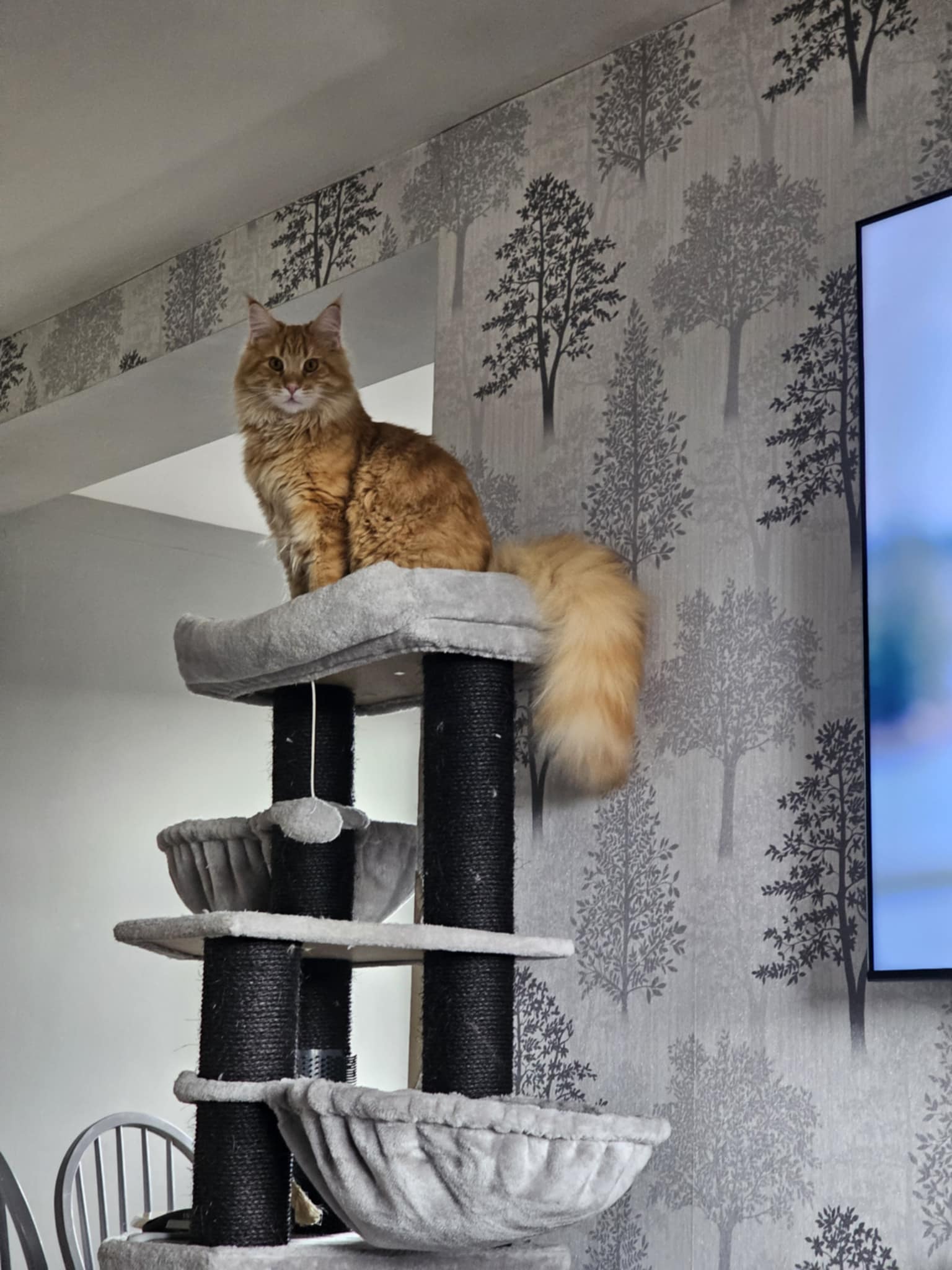 ginger cat