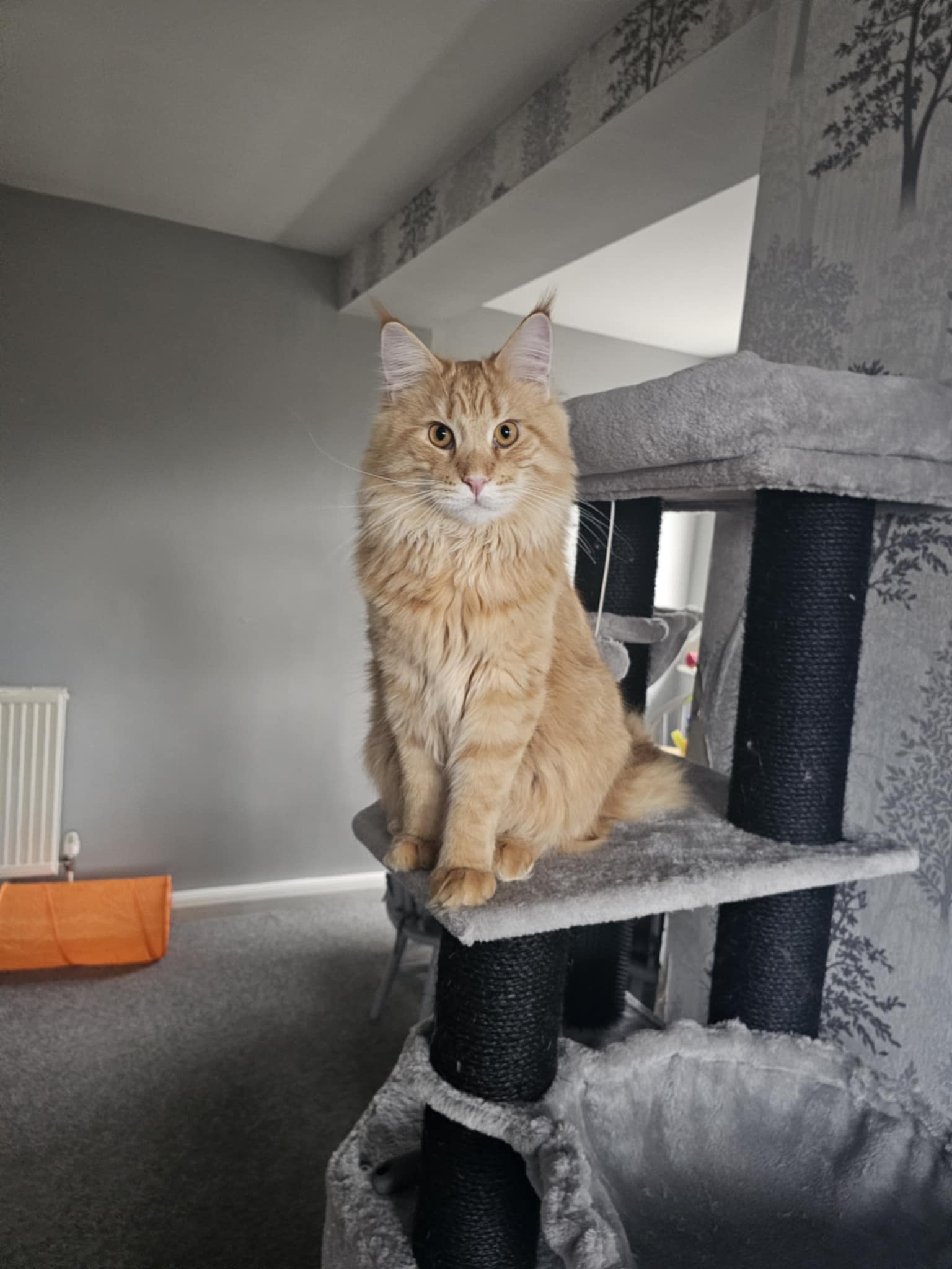ginger cat