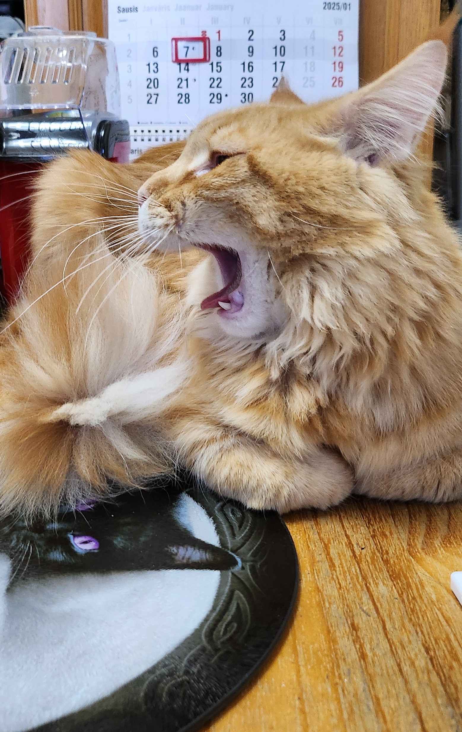 cat sleeping in the bath