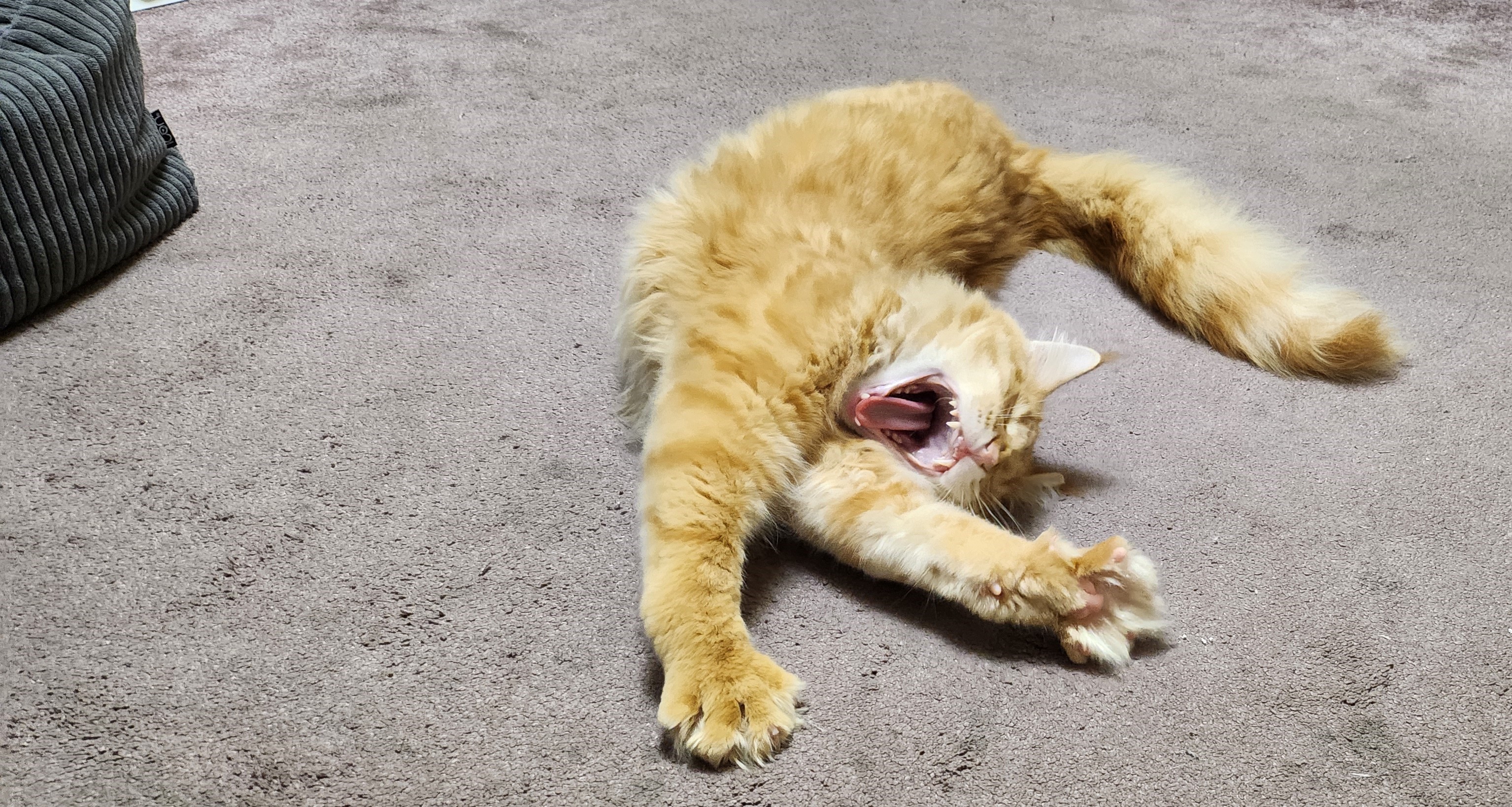 cat sleeping