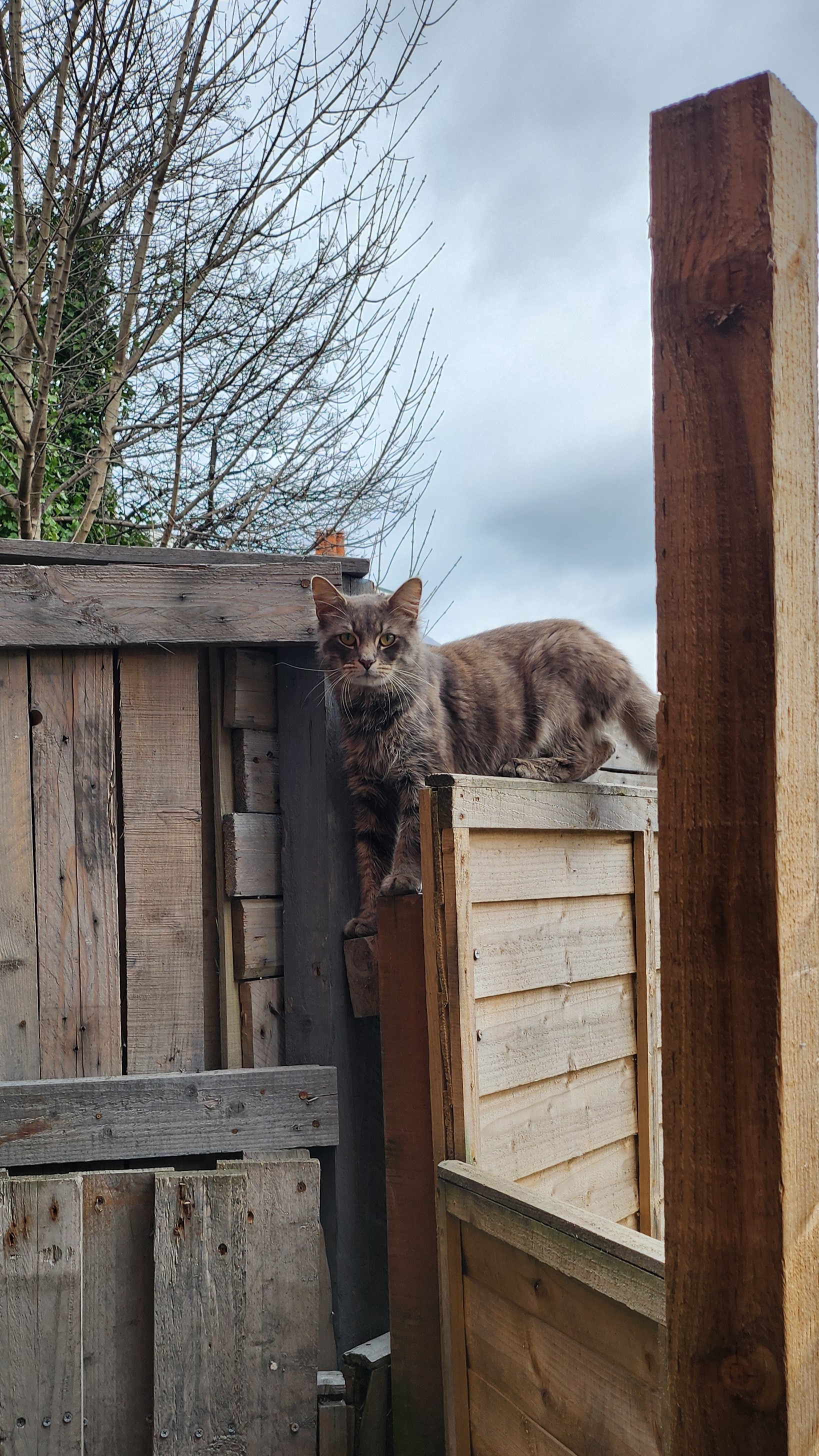 white cat on roof