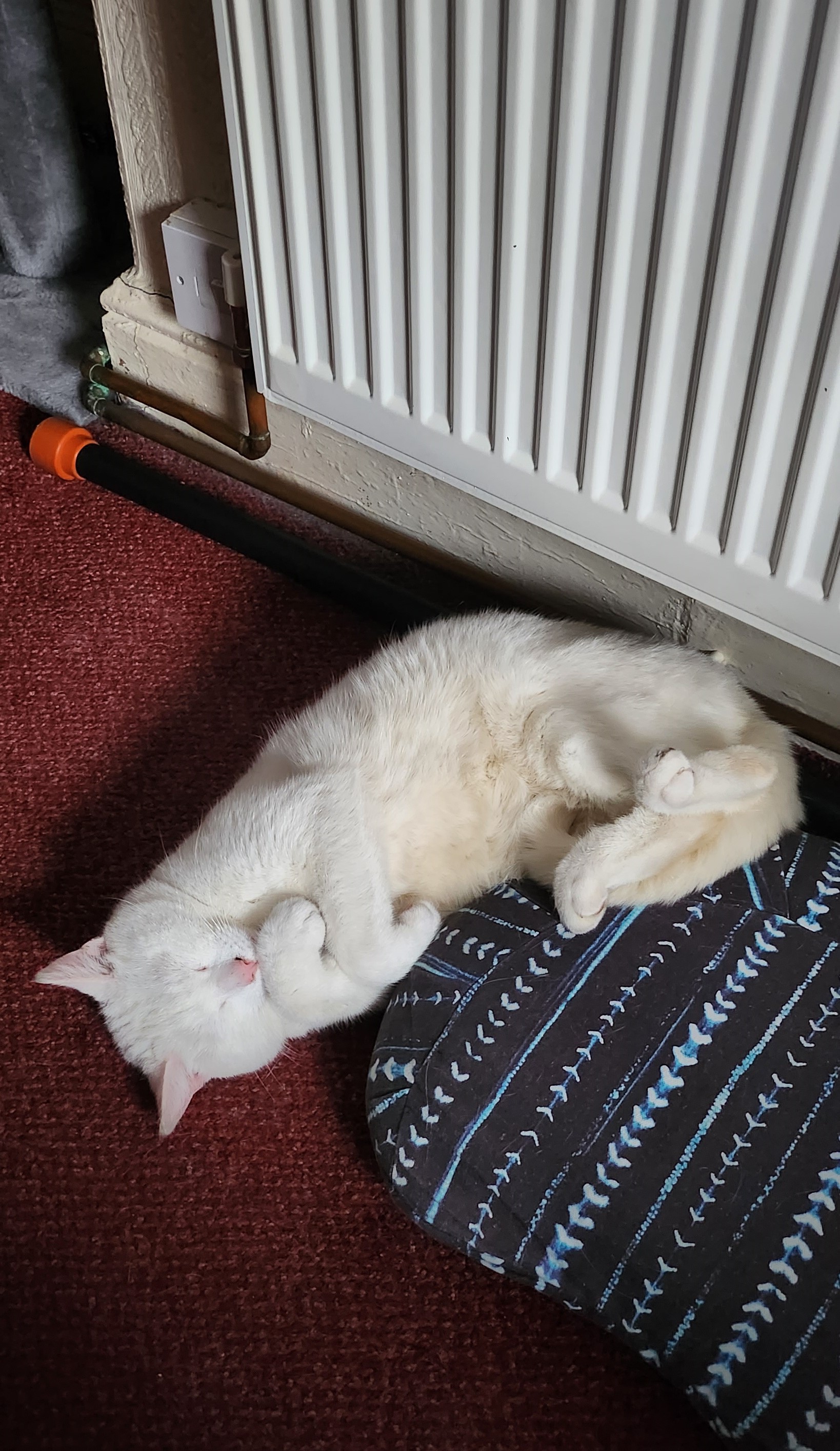 white cat lying