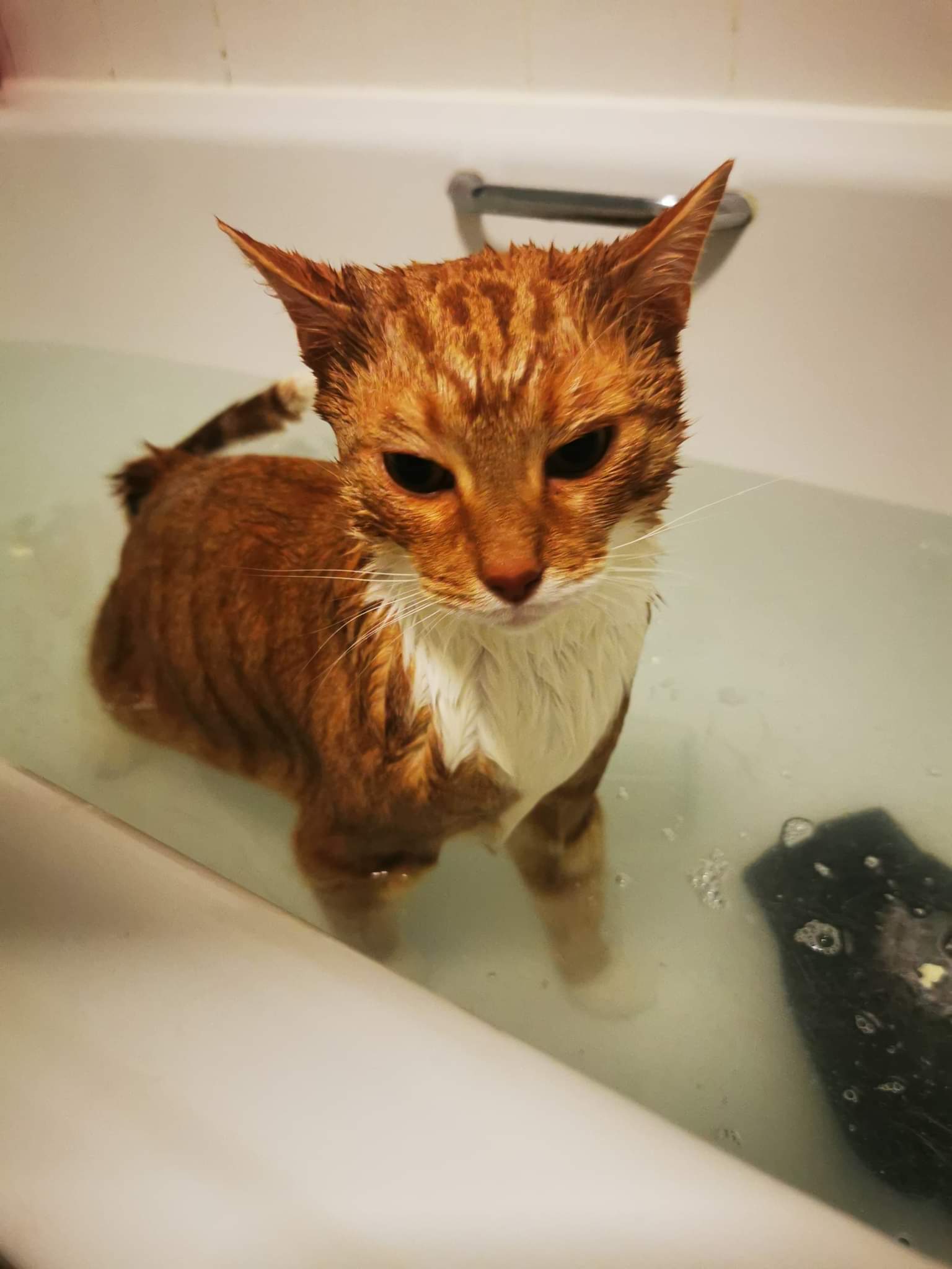 ginger cat wet