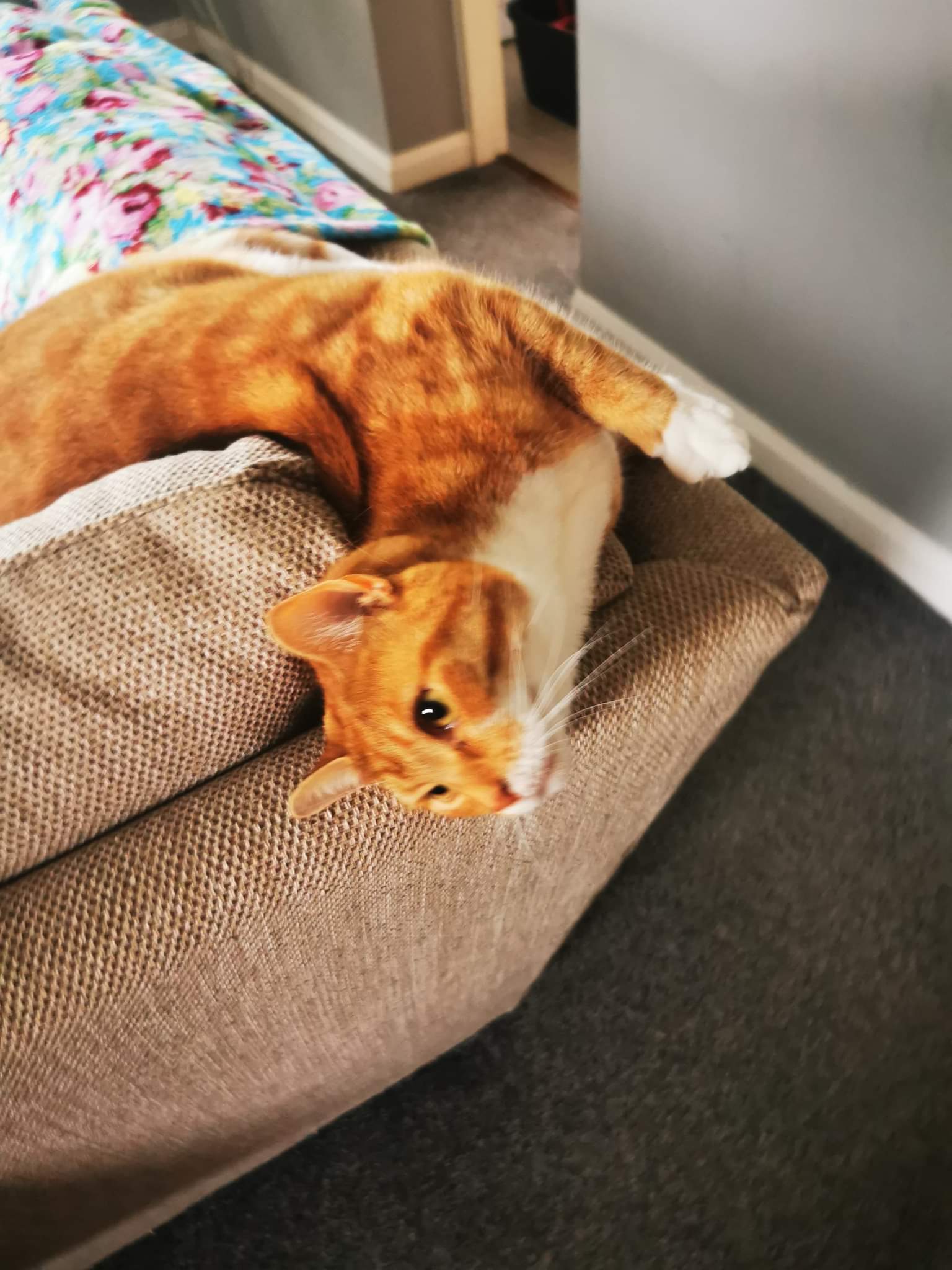 ginger cat on sofa