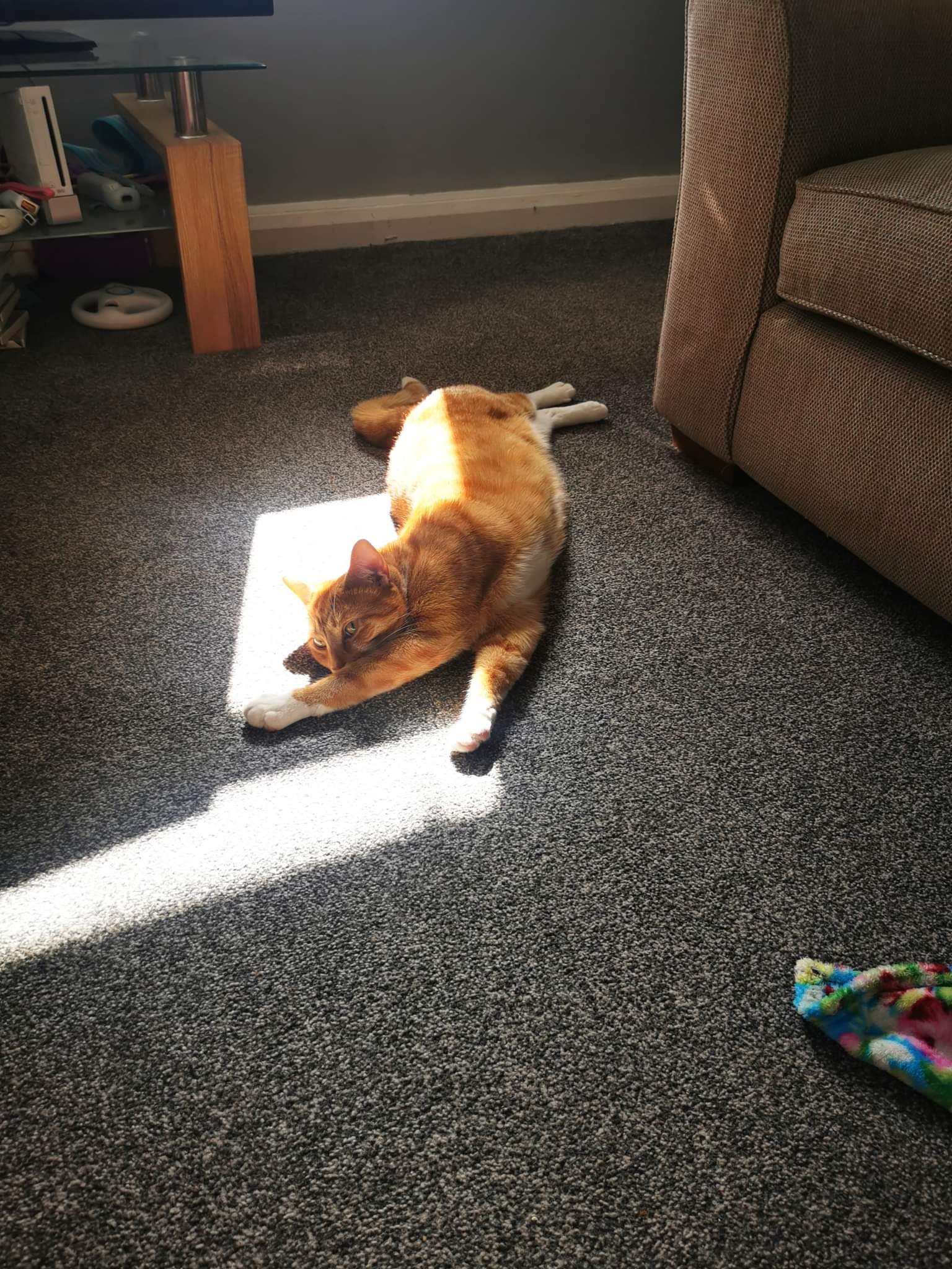 ginger cat enjoys sunshine