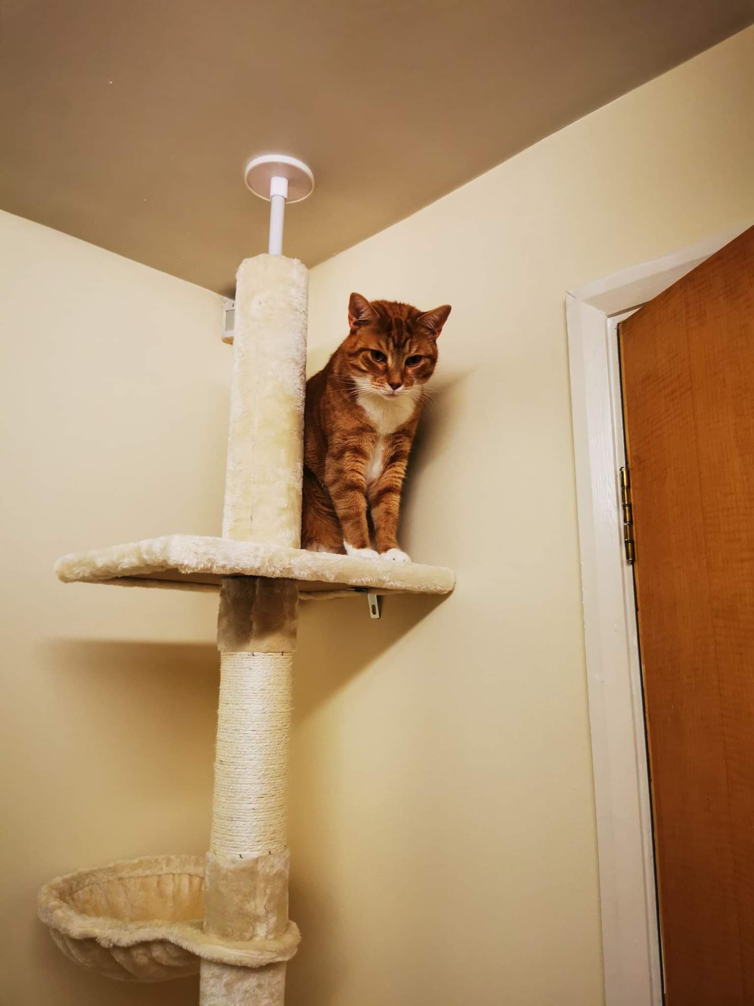 ginger cat in a cat tree