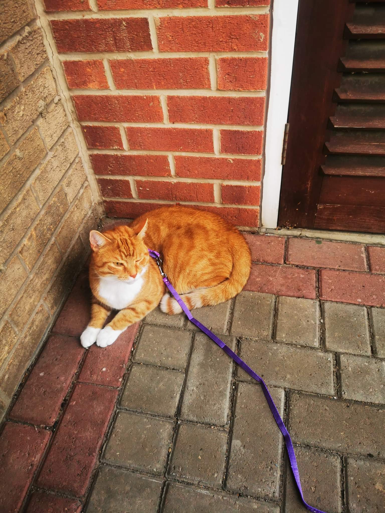 ginger cat with harness