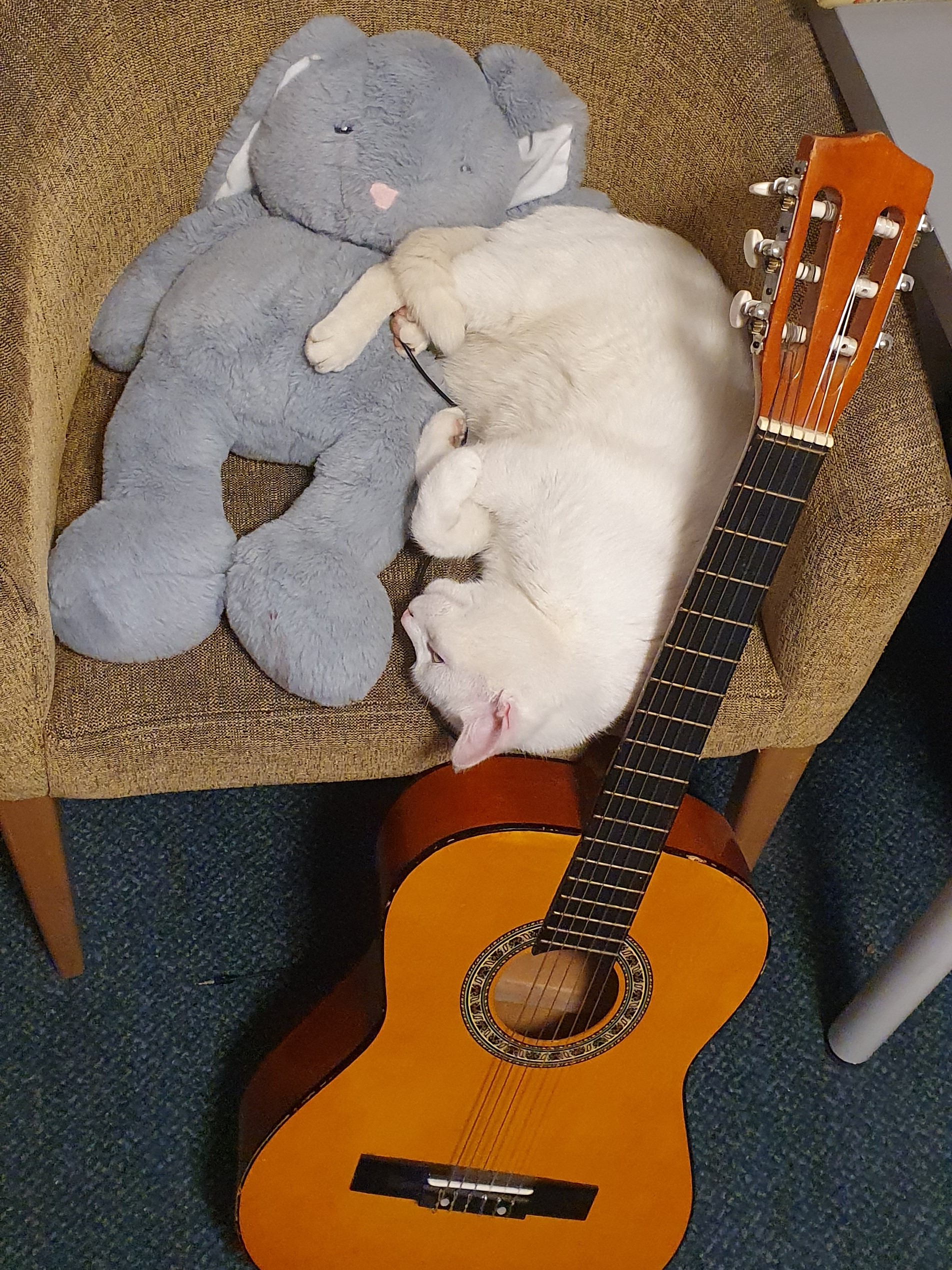 white cat and guitar