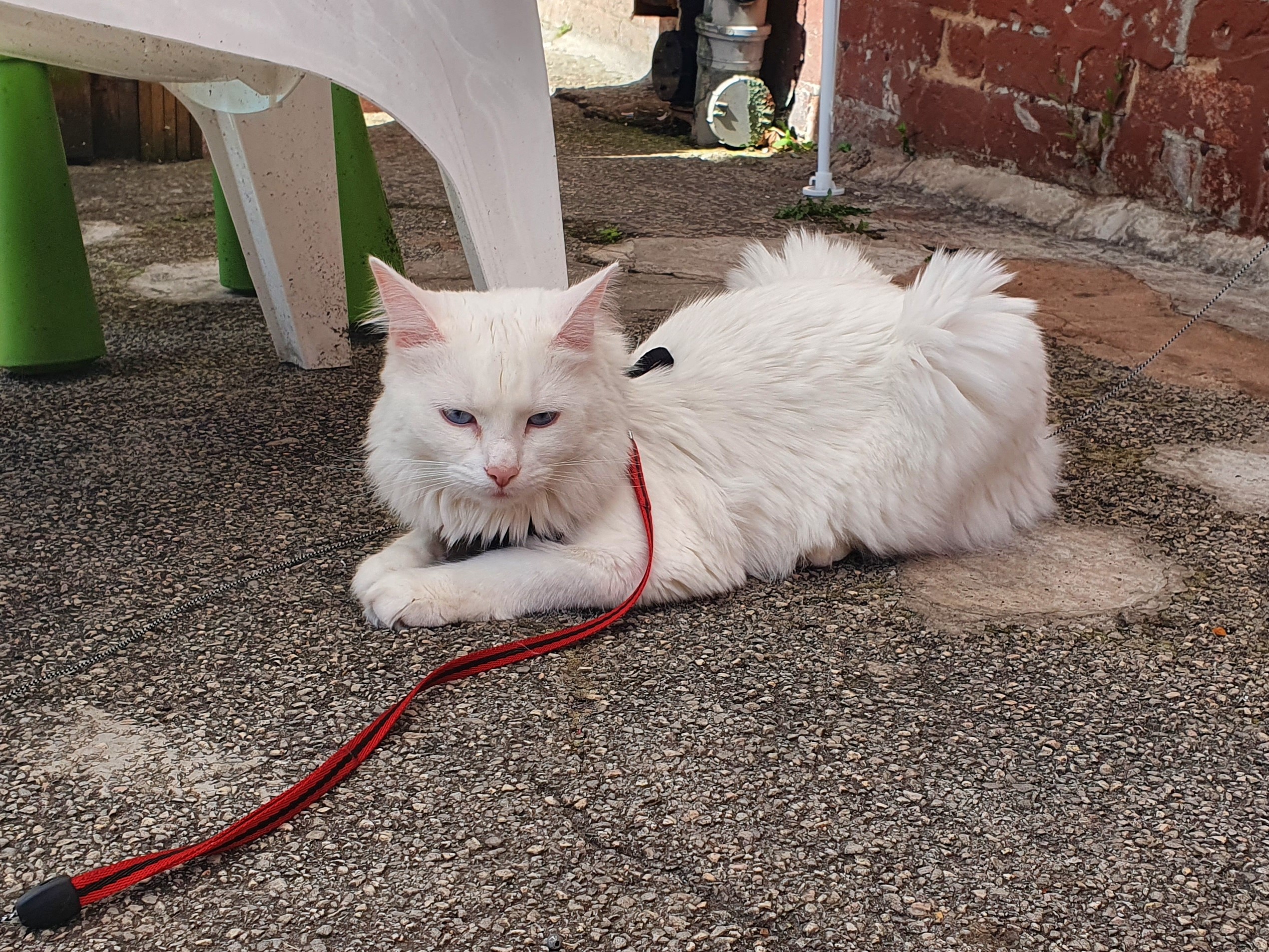 cat with harness