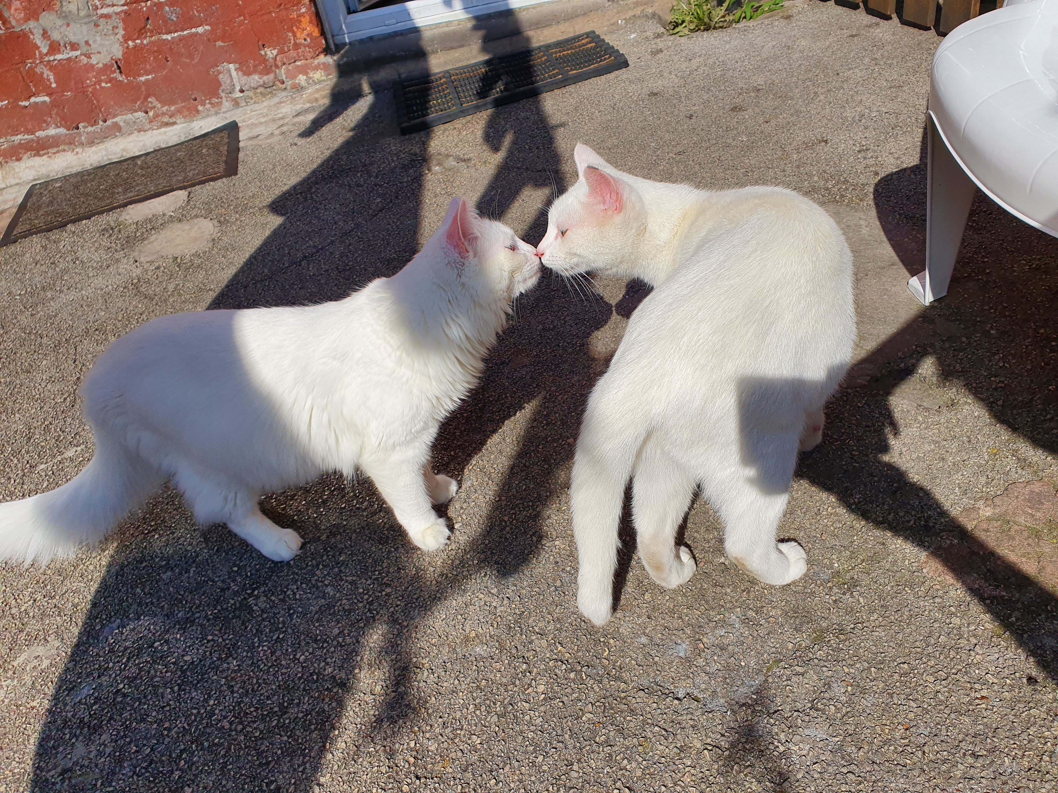 two white cats kissing