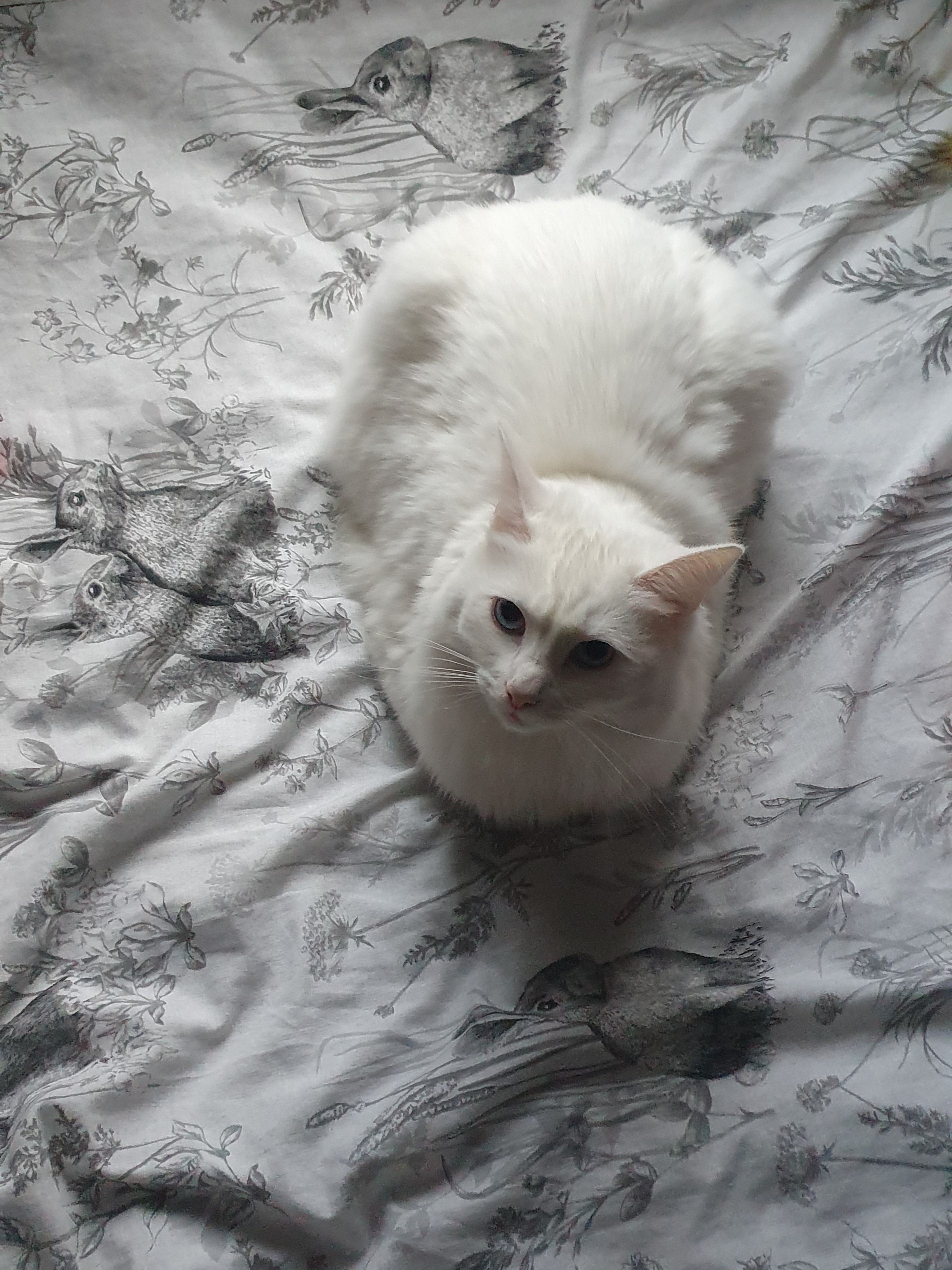 tailless loaf