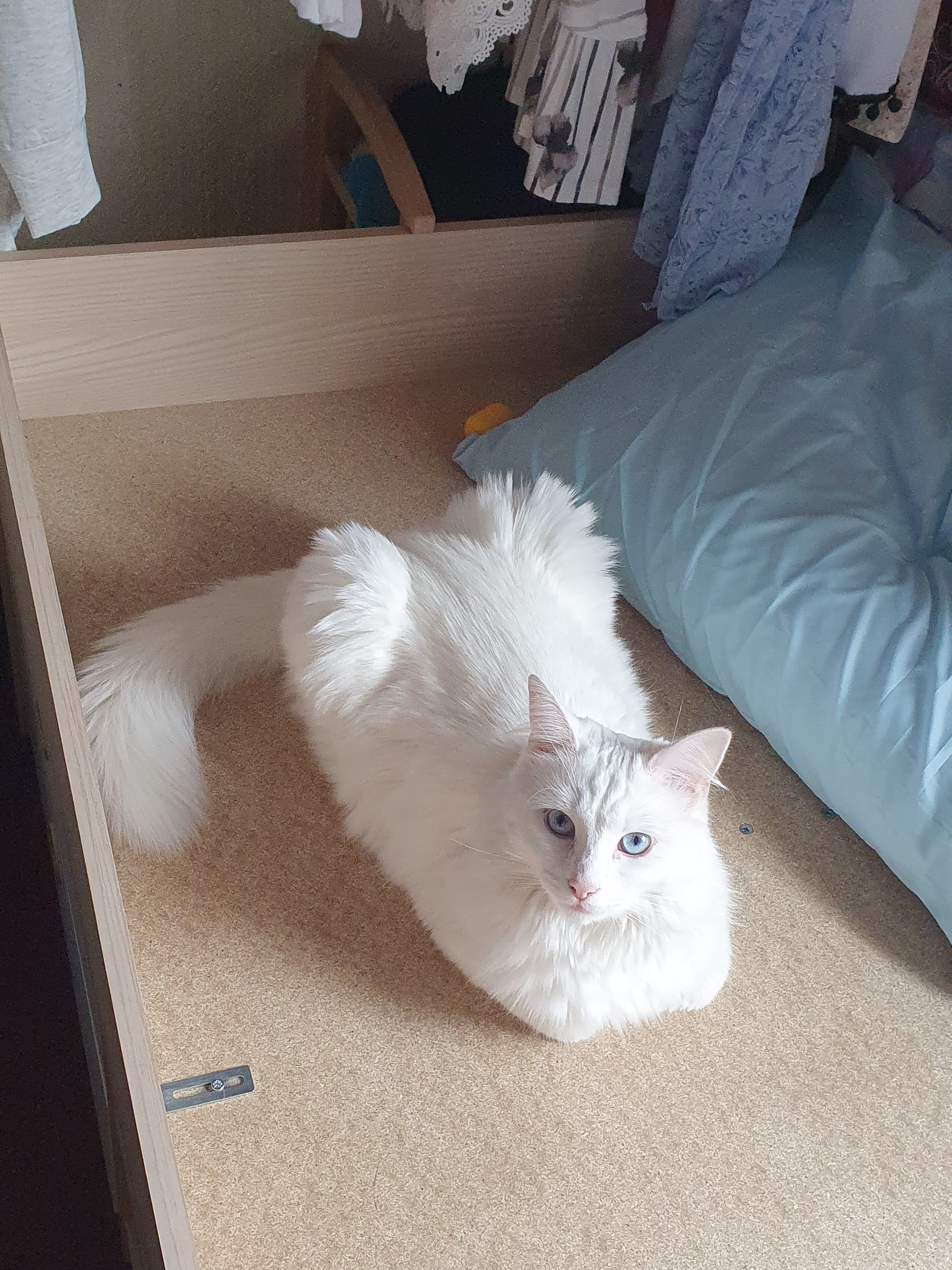 hard bed loaf