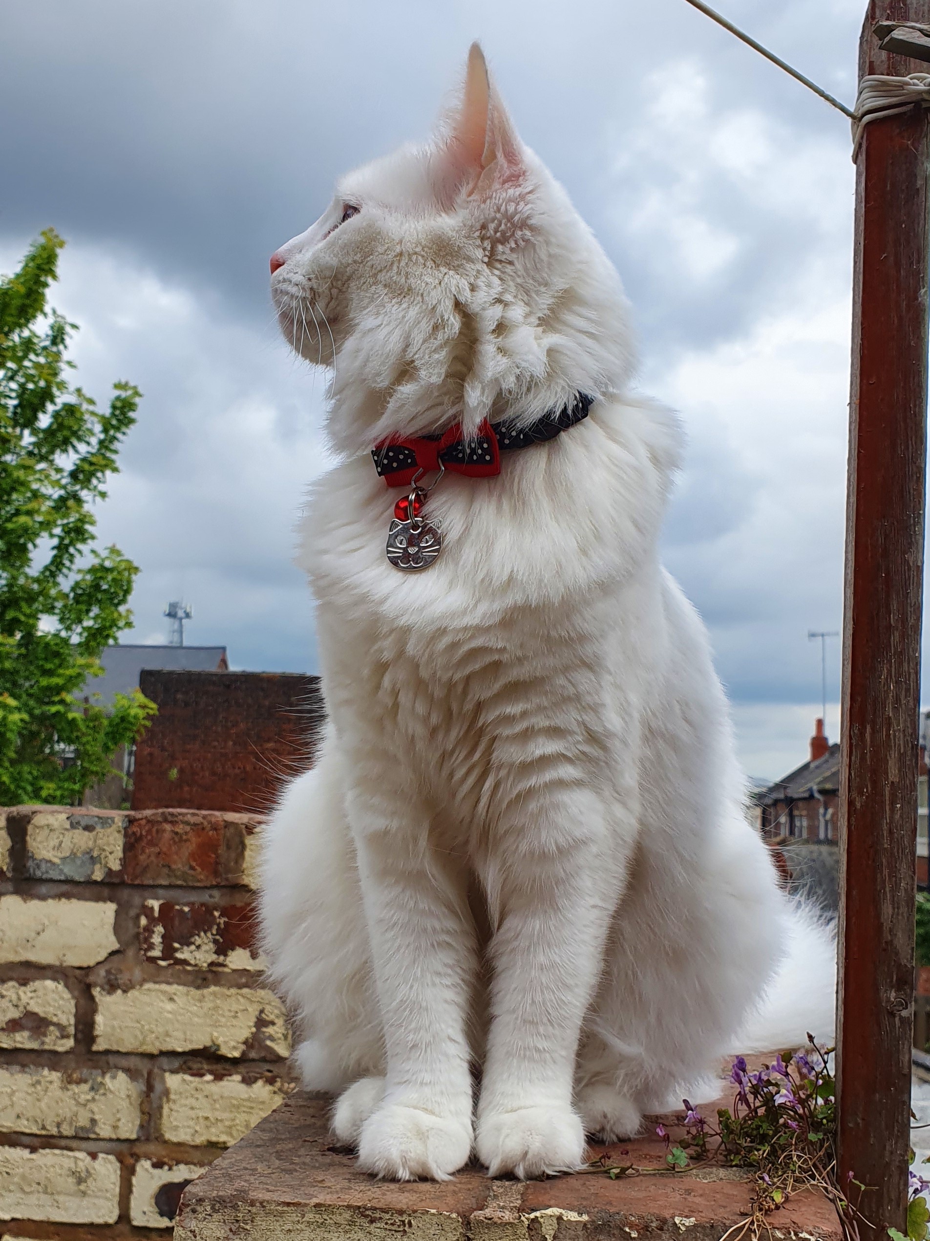 cat on brick fence