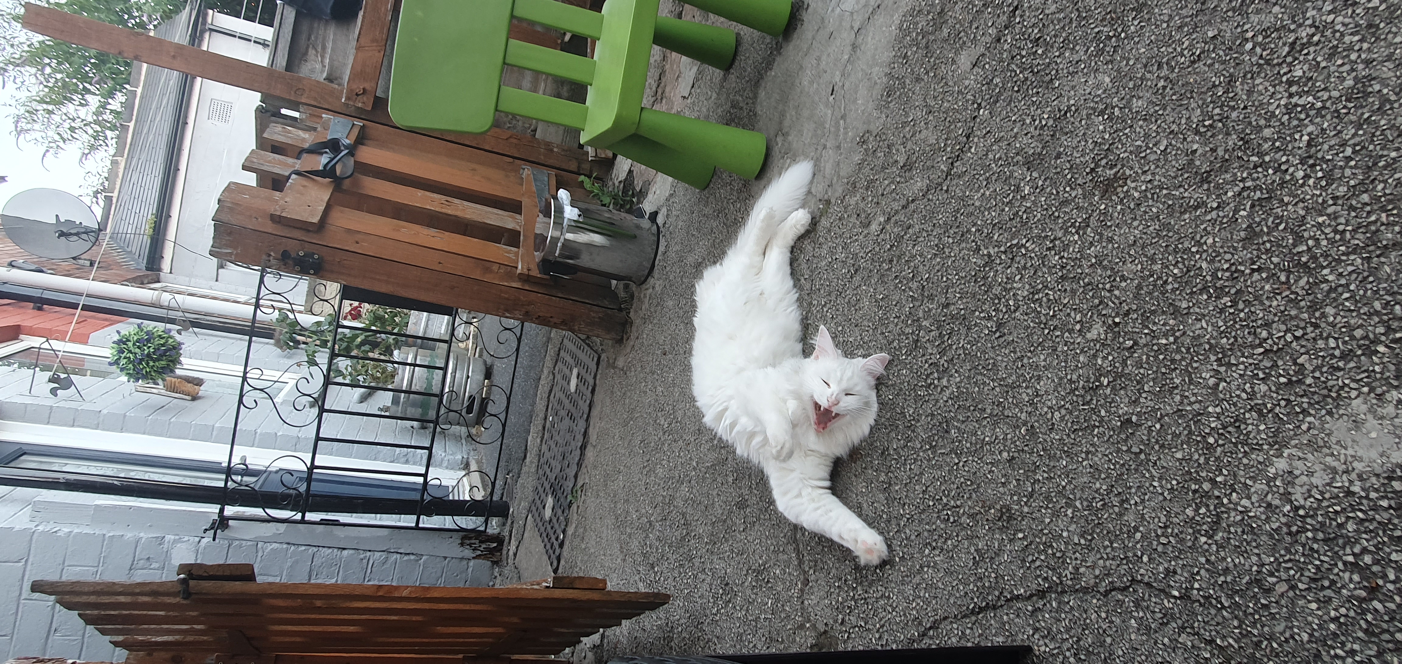 cat sleeping
