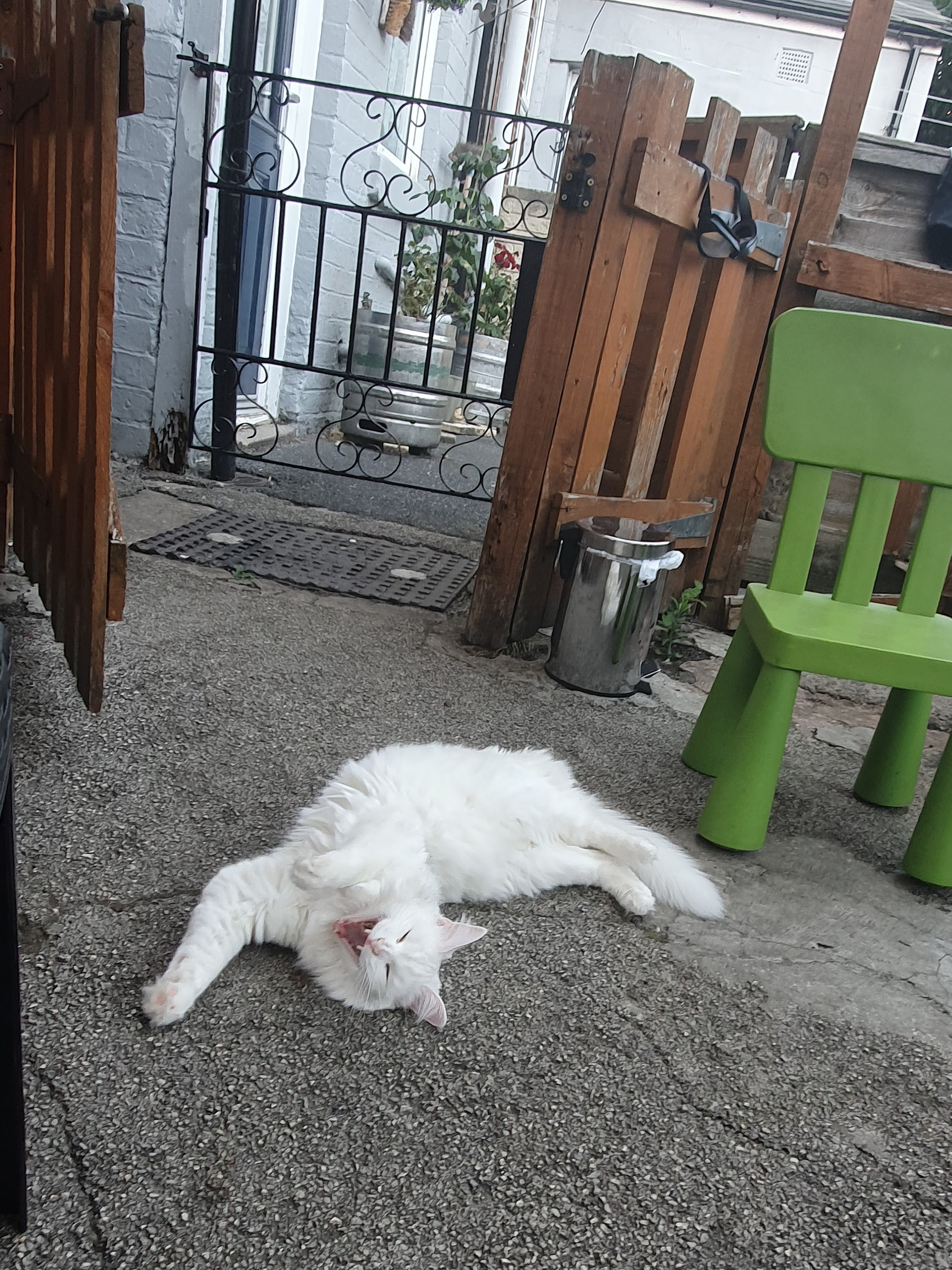 white cat lying