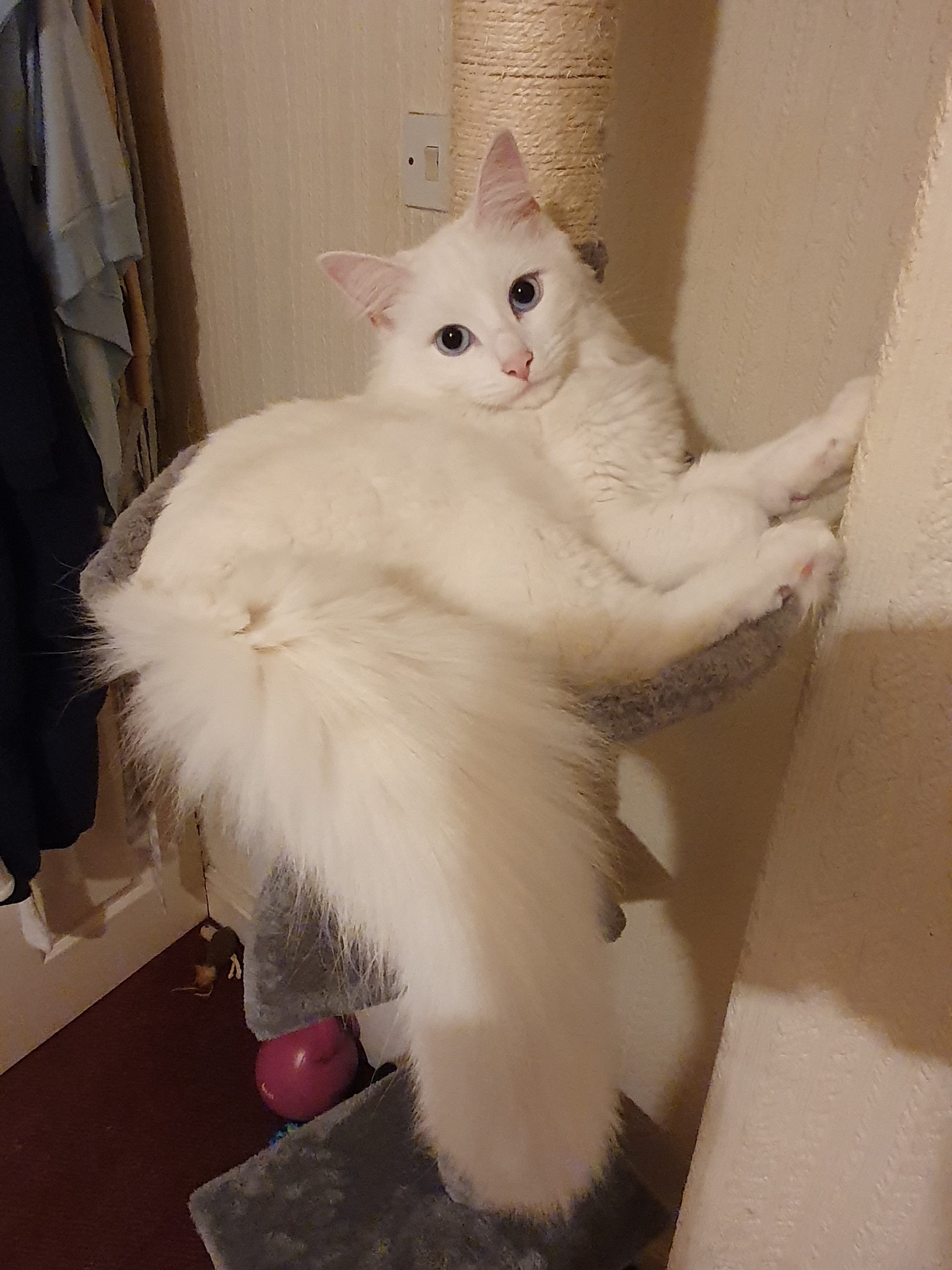 cat in a cat-tree