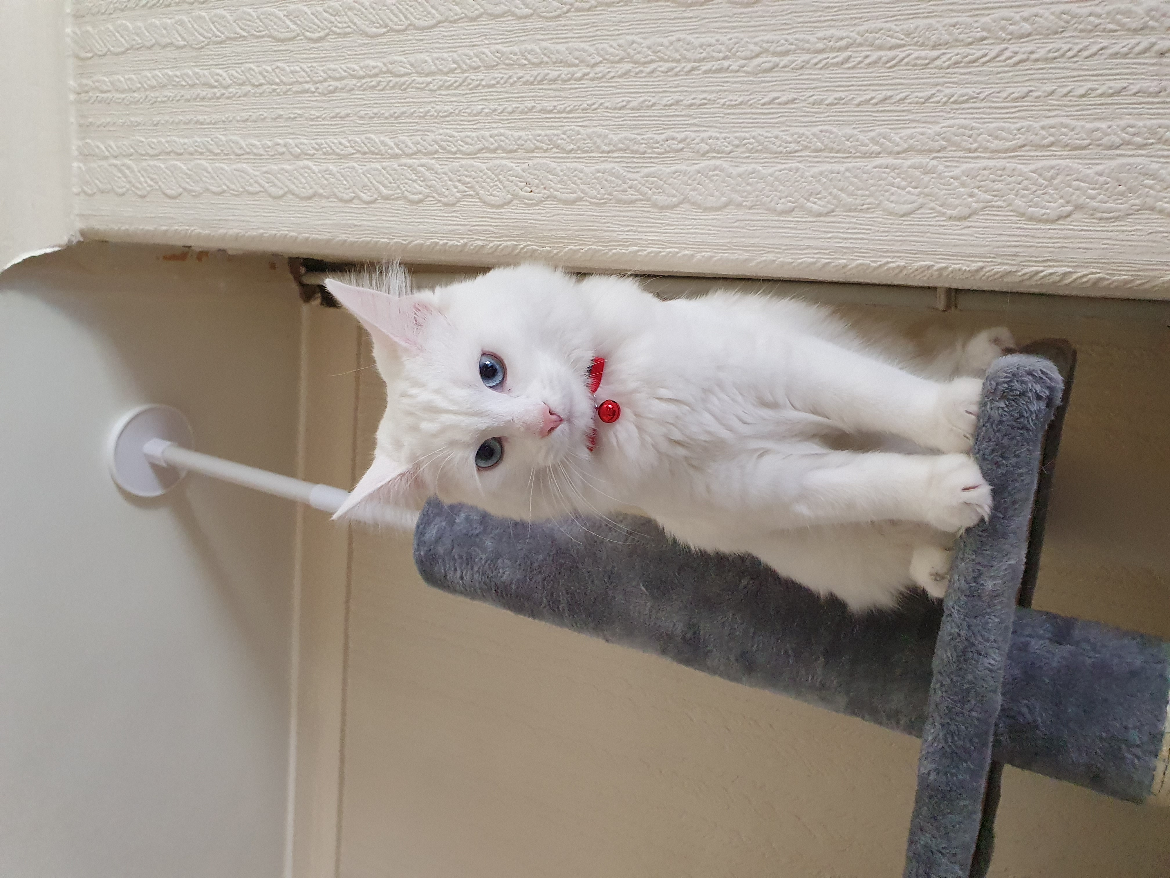 white cat on cat tree