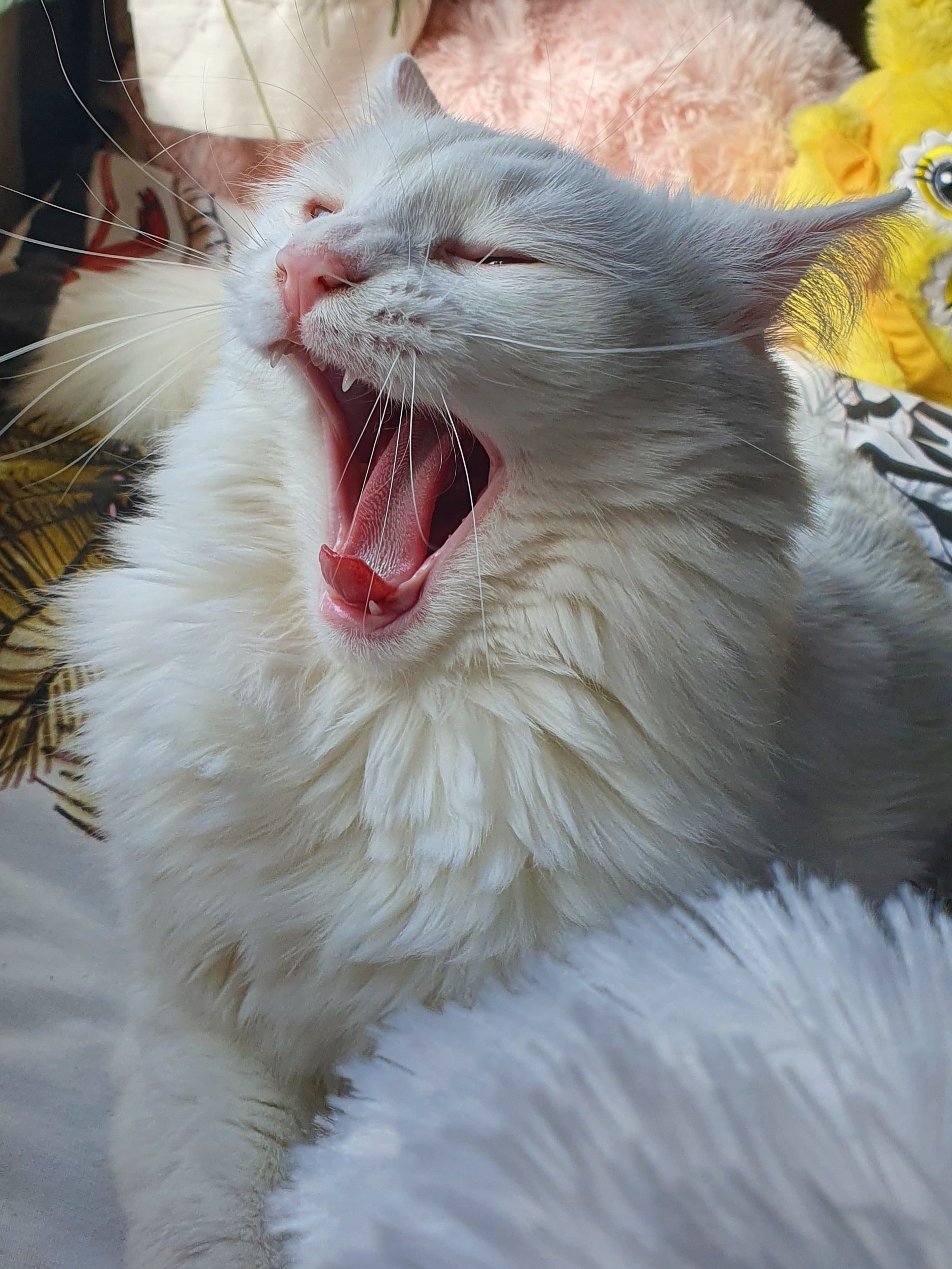 cat with open mouth