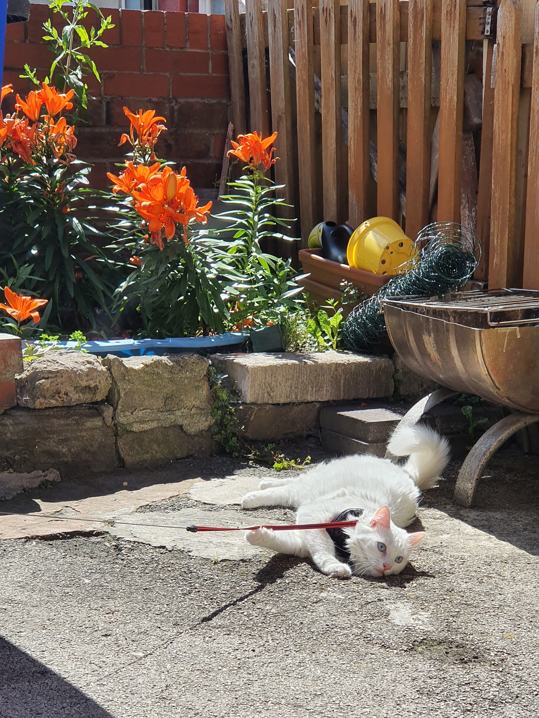 cat in the garden