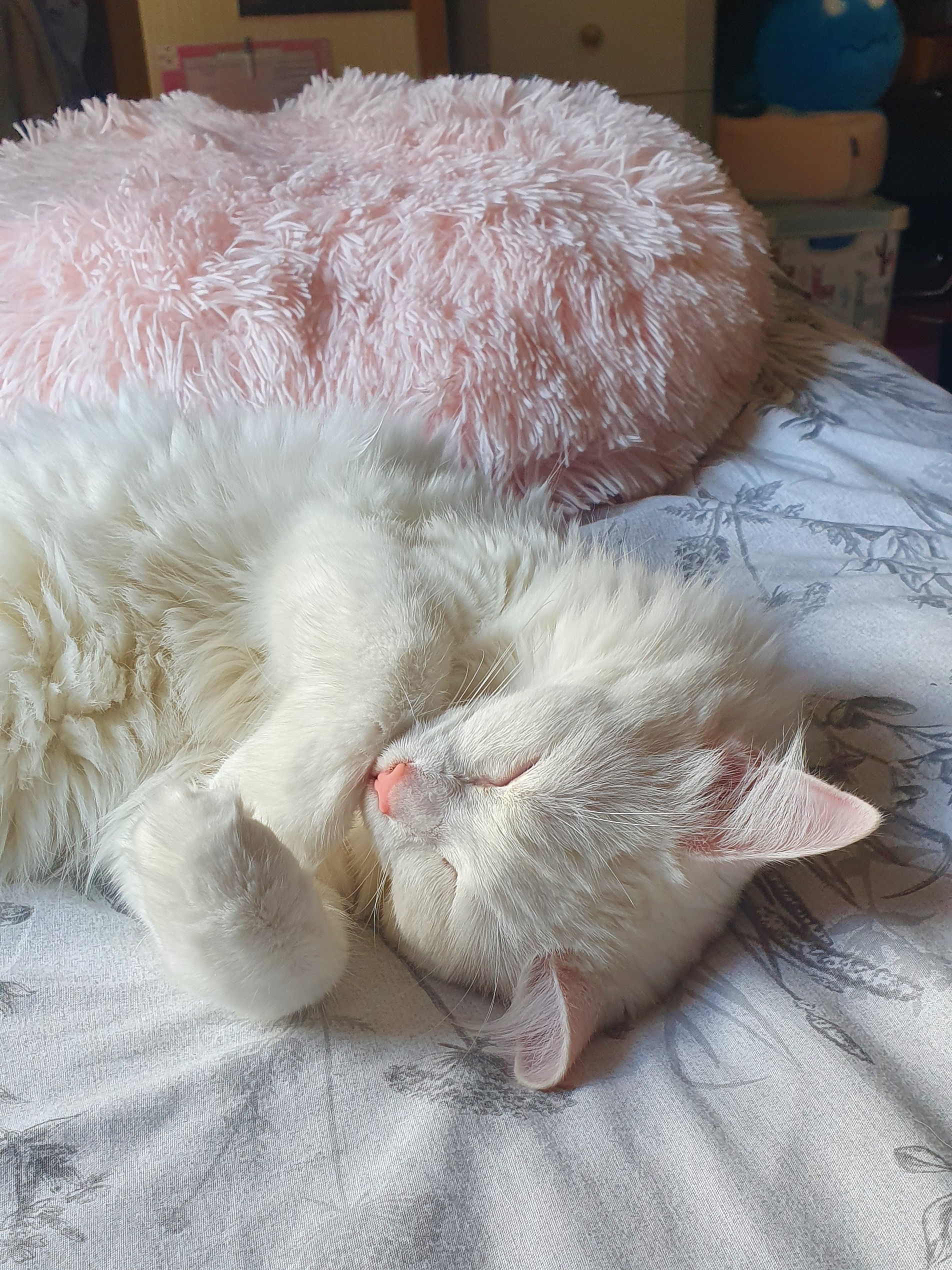 cat sleeping in the bath