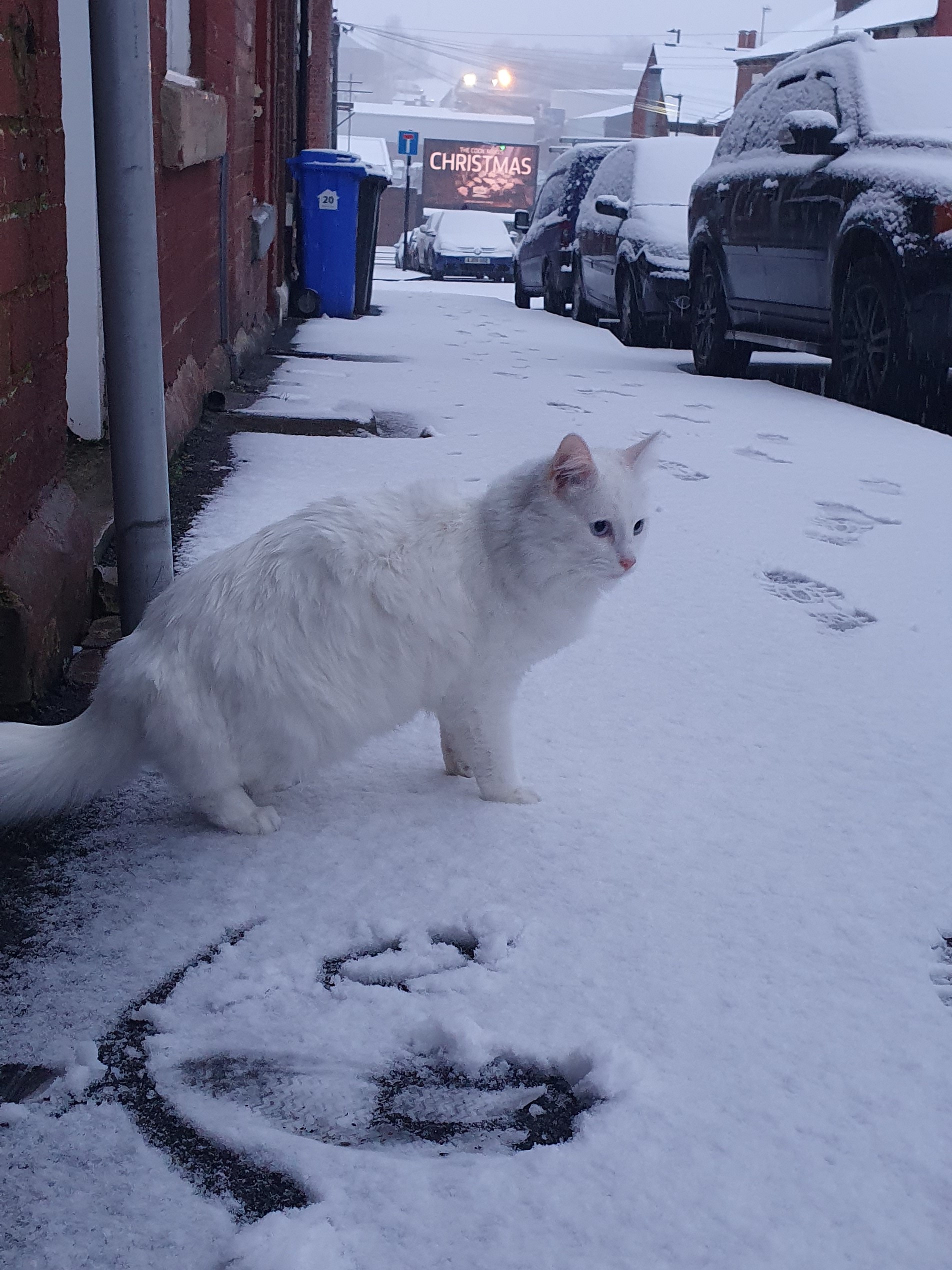 cat on snow