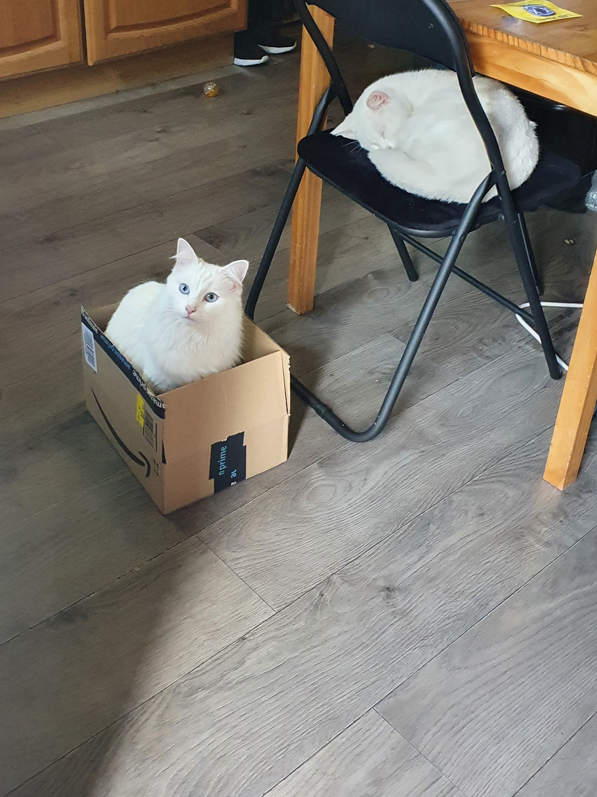 cat in the box