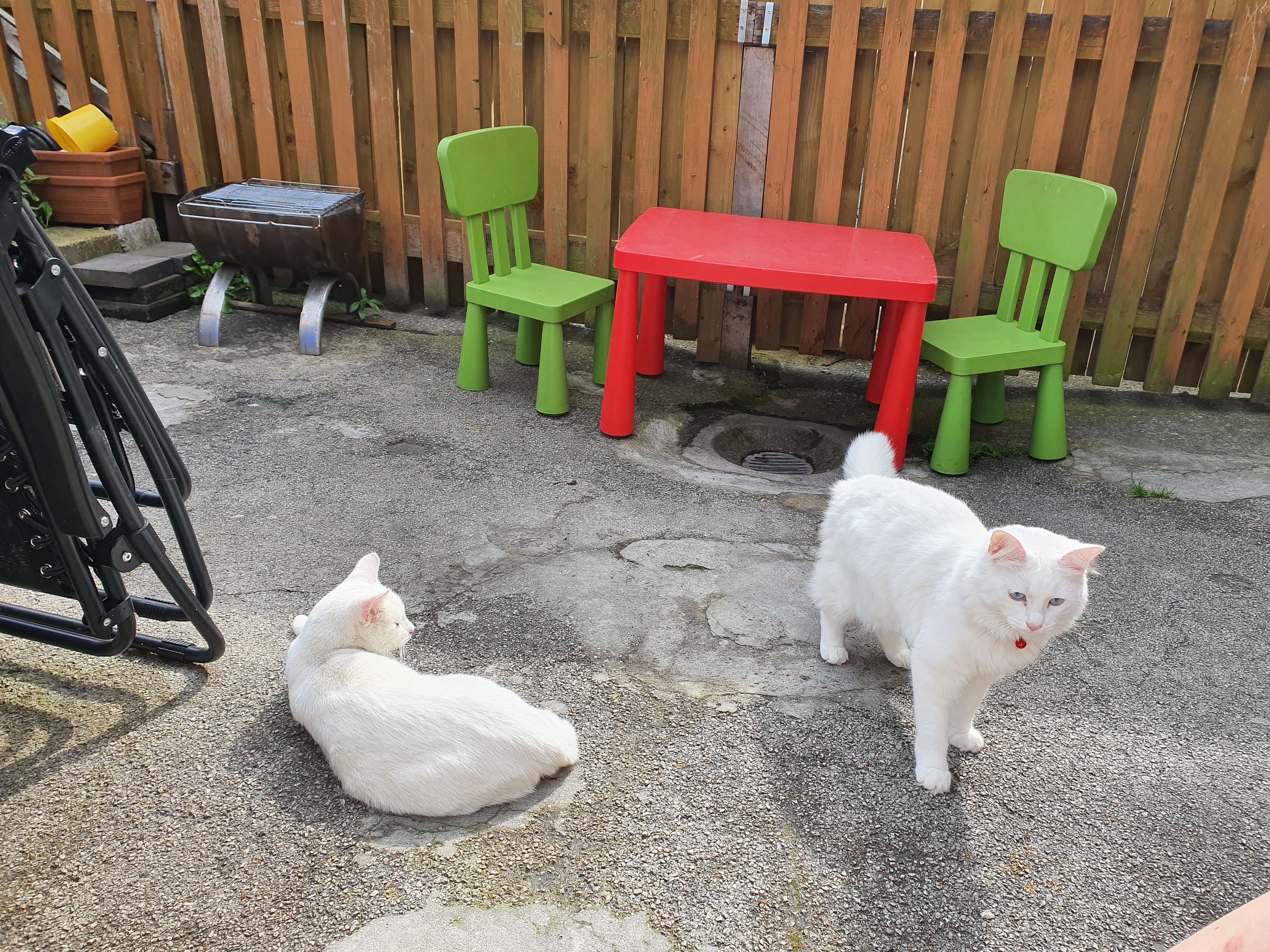 two white cats in the garden